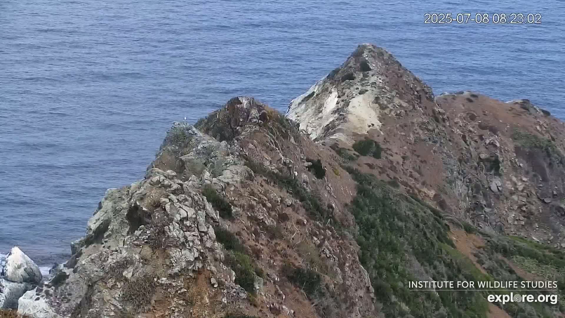 Santa Catalina Island  West End Bald Eagle Wildlife & Pasific View Live Cam - West End, Santa Catalina, Los Angeles, California, USA