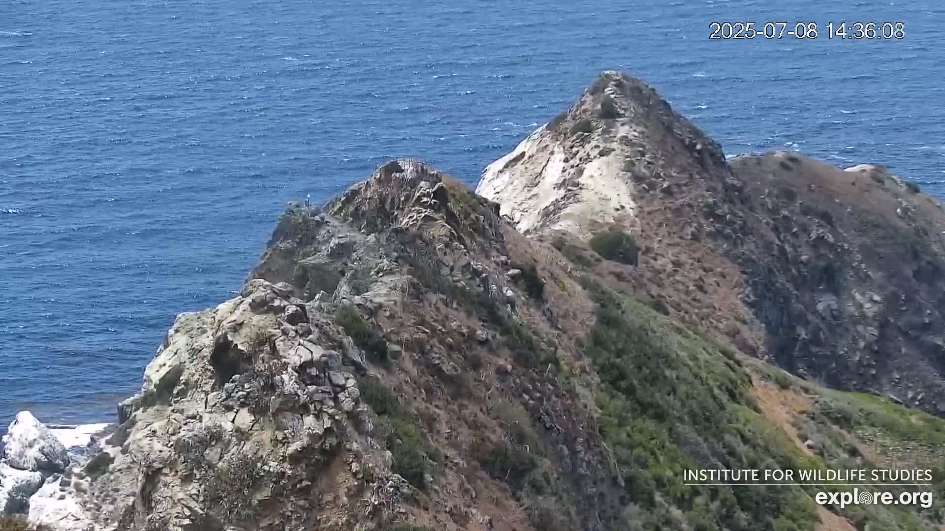 Santa Catalina Island  West End Bald Eagle Wildlife & Pasific View Live Cam - West End, Santa Catalina, Los Angeles, California, USA