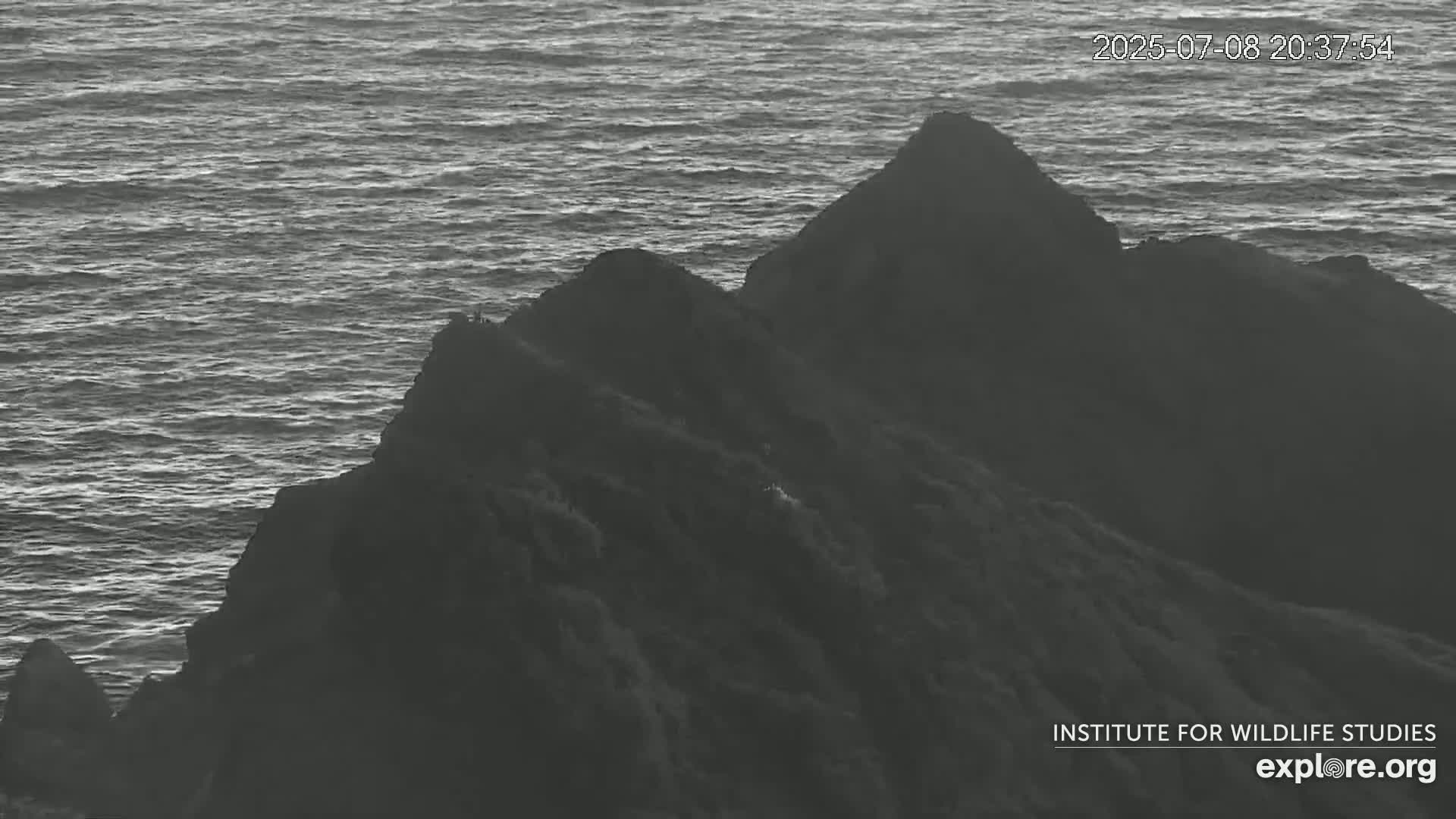 Santa Catalina Island  West End Bald Eagle Wildlife & Pasific View Live Cam - West End, Santa Catalina, Los Angeles, California, USA