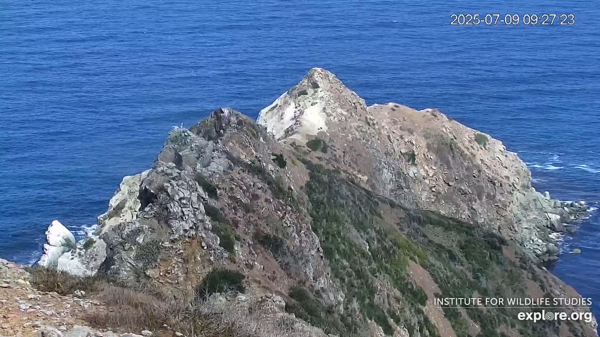 Santa Catalina Island  West End Bald Eagle Wildlife & Pasific View Live Cam - West End, Santa Catalina, Los Angeles, California, USA