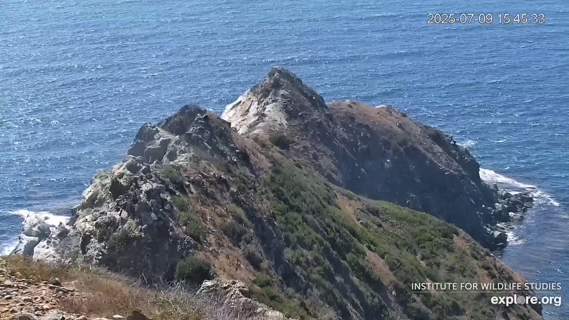 Santa Catalina Island  West End Bald Eagle Wildlife & Pasific View Live Cam - West End, Santa Catalina, Los Angeles, California, USA