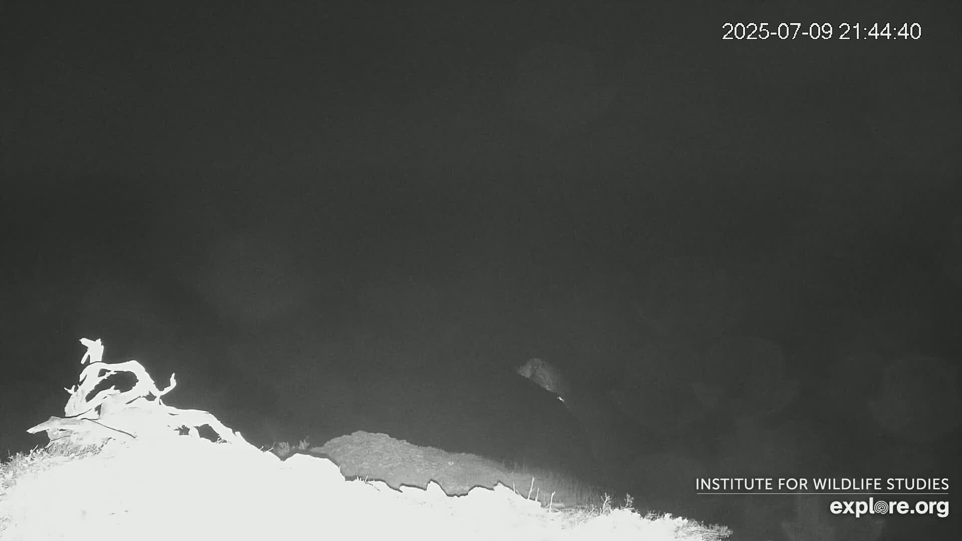 Santa Catalina Island  West End Bald Eagle Wildlife & Pasific View Live Cam - West End, Santa Catalina, Los Angeles, California, USA