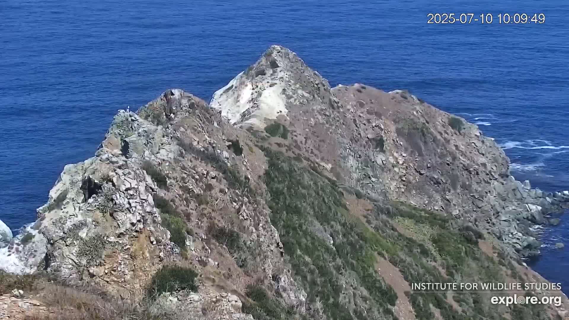 Santa Catalina Island  West End Bald Eagle Wildlife & Pasific View Live Cam - West End, Santa Catalina, Los Angeles, California, USA