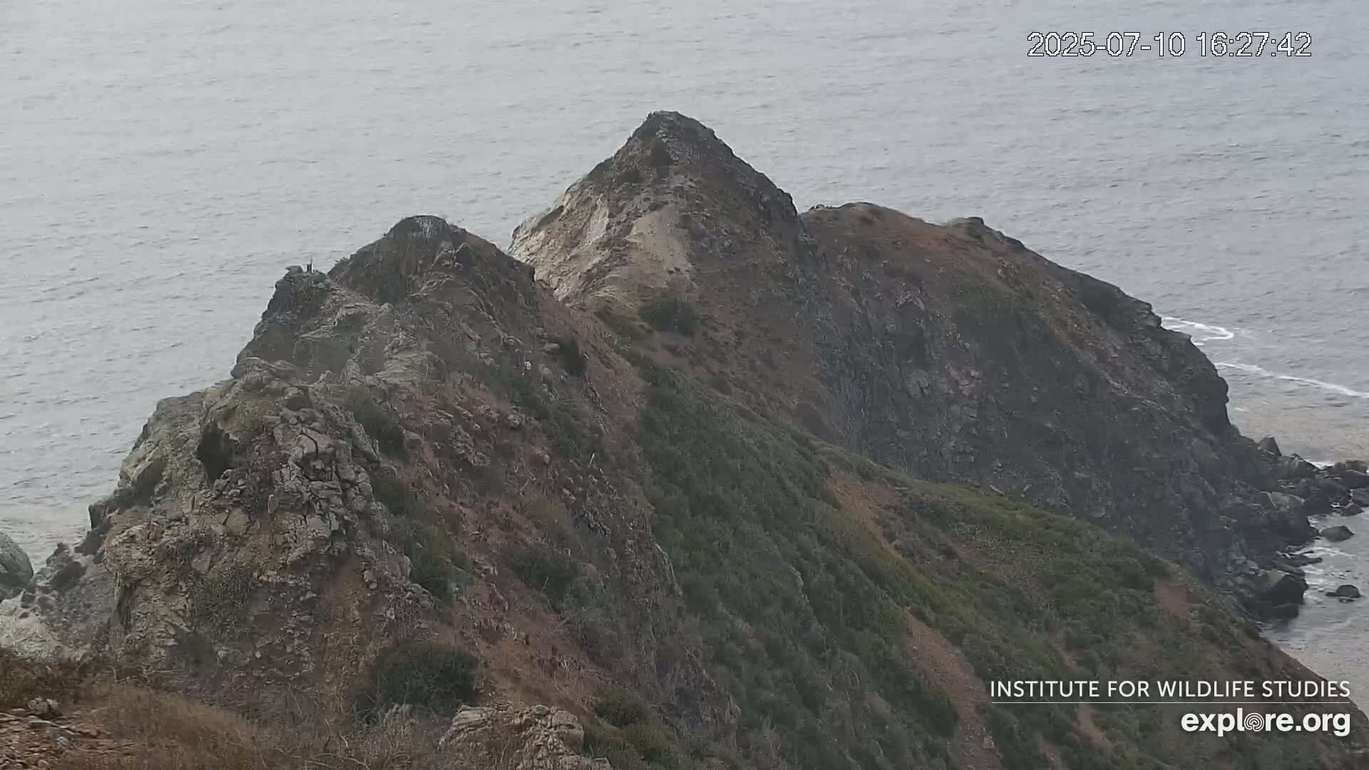 Santa Catalina Island  West End Bald Eagle Wildlife & Pasific View Live Cam - West End, Santa Catalina, Los Angeles, California, USA
