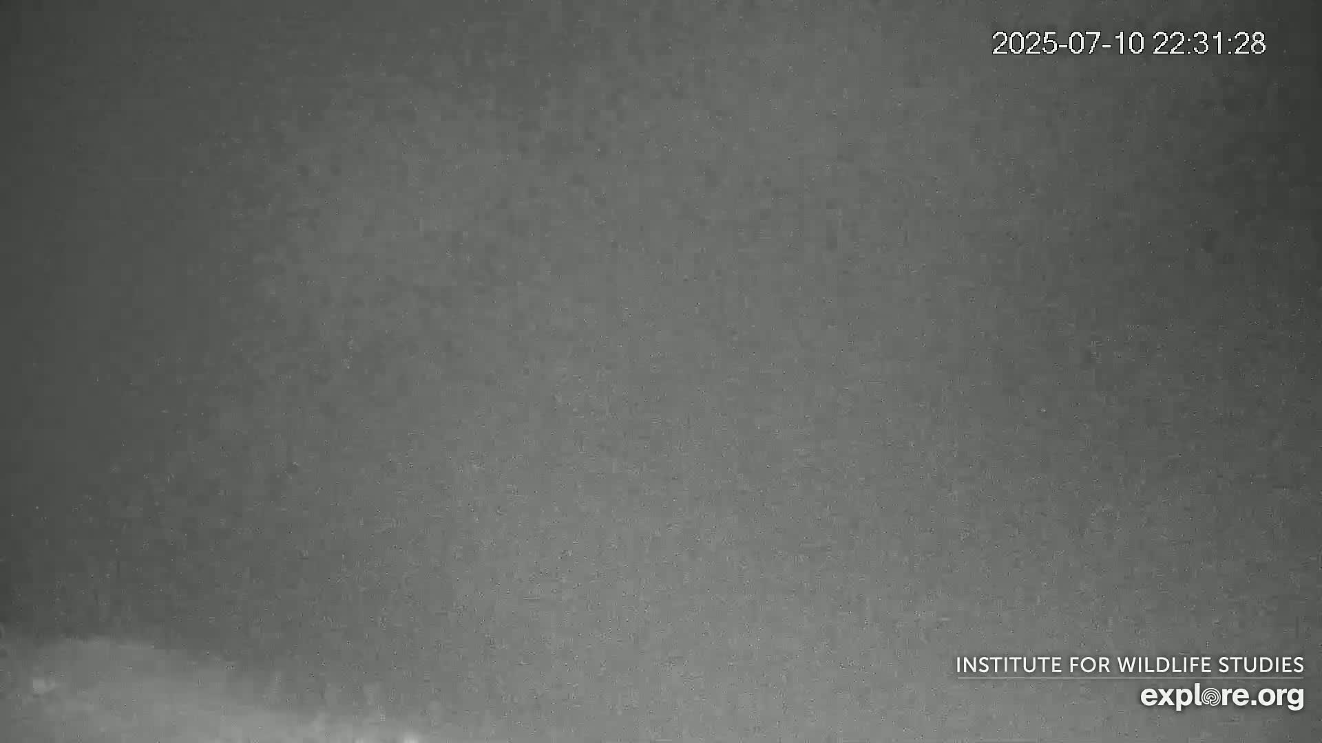 Santa Catalina Island  West End Bald Eagle Wildlife & Pasific View Live Cam - West End, Santa Catalina, Los Angeles, California, USA