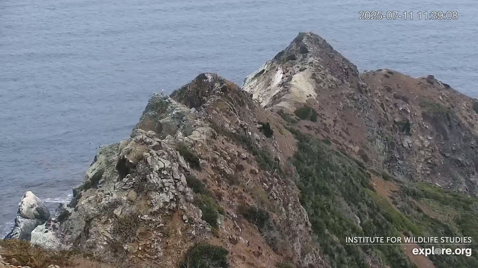 Santa Catalina Island  West End Bald Eagle Wildlife & Pasific View Live Cam - West End, Santa Catalina, Los Angeles, California, USA