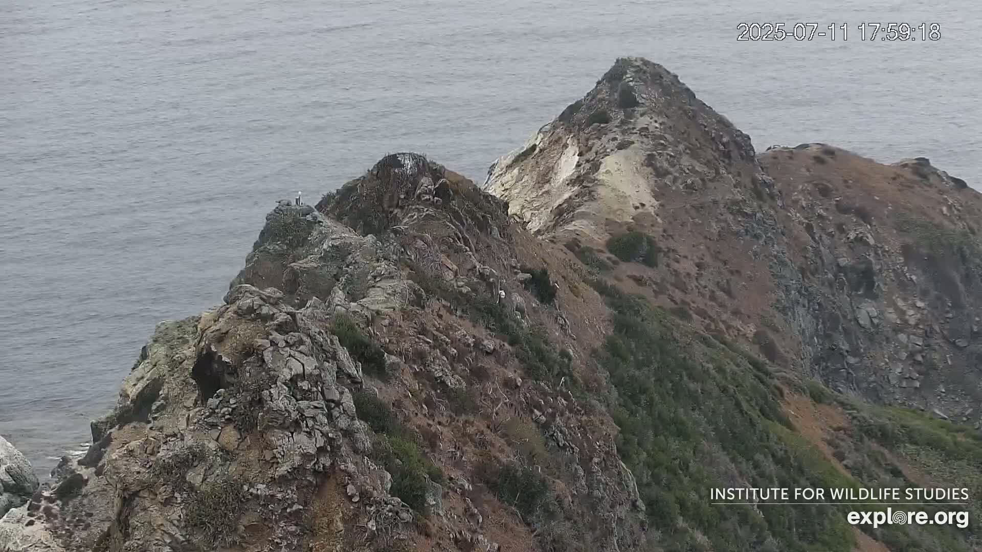 Santa Catalina Island  West End Bald Eagle Wildlife & Pasific View Live Cam - West End, Santa Catalina, Los Angeles, California, USA