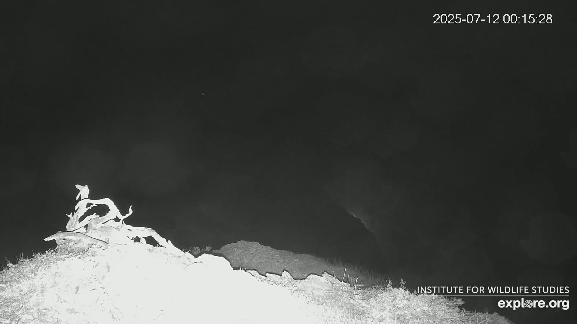 A nighttime, low-light image shows a pile of driftwood or branches atop a small hill under a dark sky.