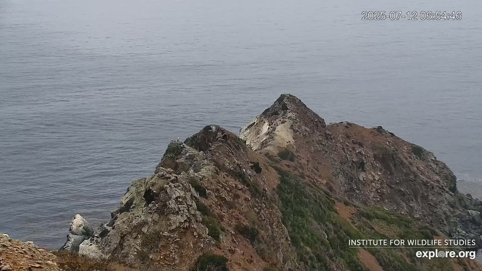 Santa Catalina Island  West End Bald Eagle Wildlife & Pasific View Live Cam - West End, Santa Catalina, Los Angeles, California, USA