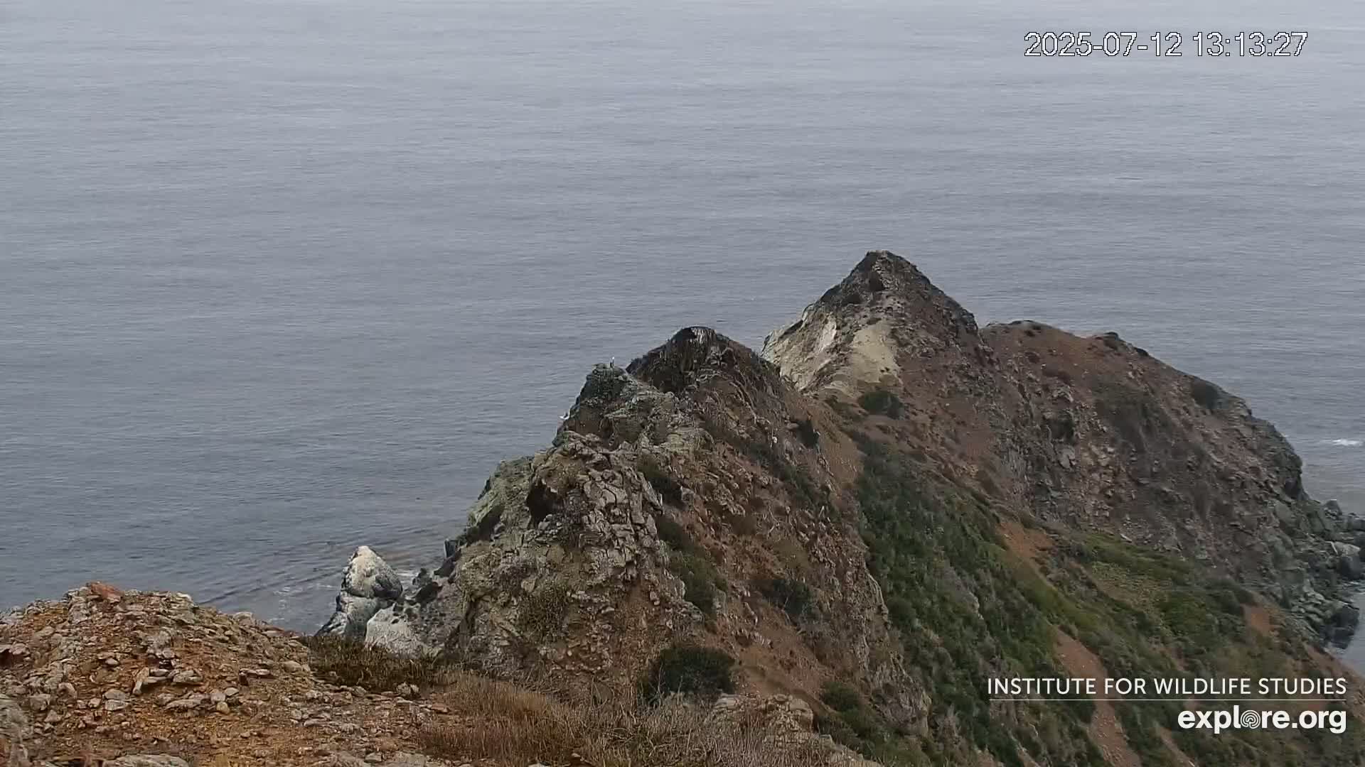 Santa Catalina Island  West End Bald Eagle Wildlife & Pasific View Live Cam - West End, Santa Catalina, Los Angeles, California, USA