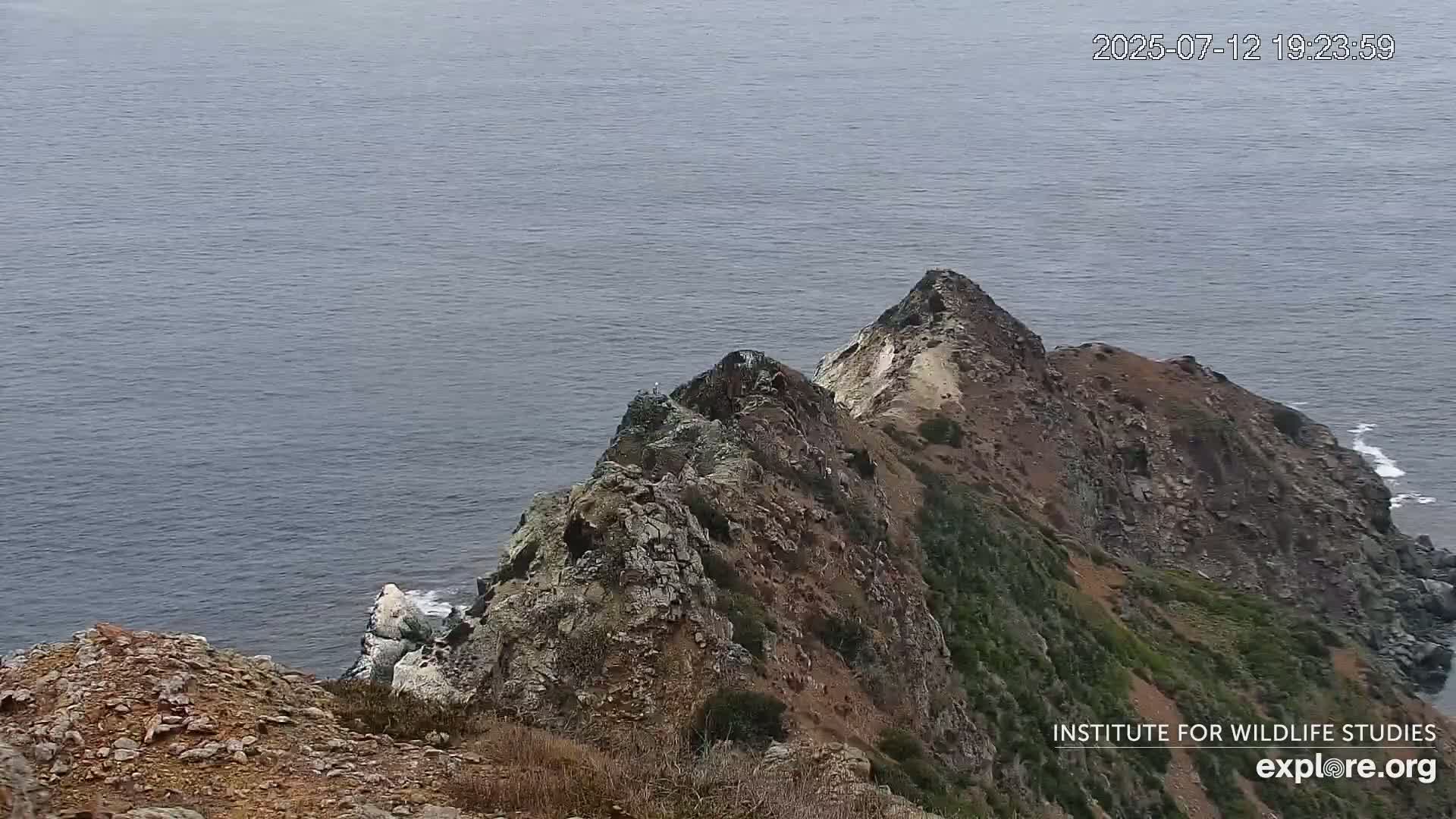 Santa Catalina Island  West End Bald Eagle Wildlife & Pasific View Live Cam - West End, Santa Catalina, Los Angeles, California, USA