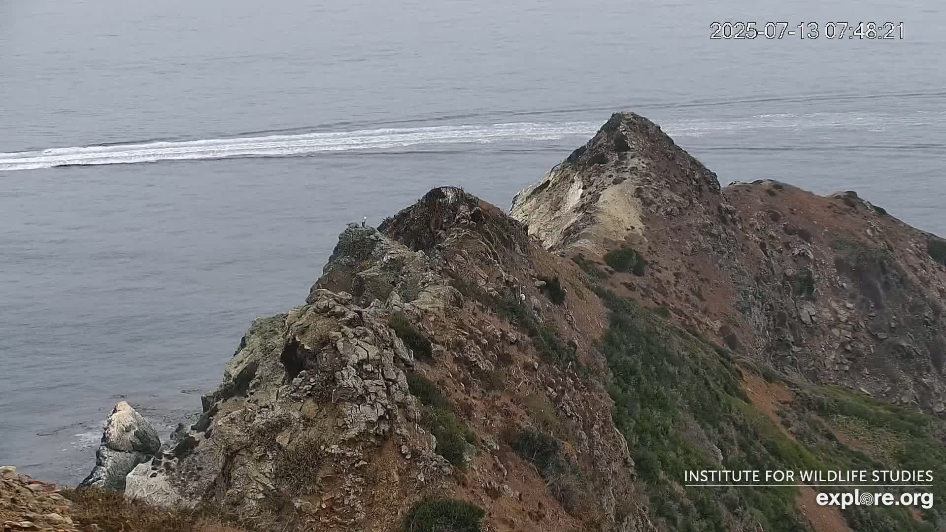 Santa Catalina Island  West End Bald Eagle Wildlife & Pasific View Live Cam - West End, Santa Catalina, Los Angeles, California, USA