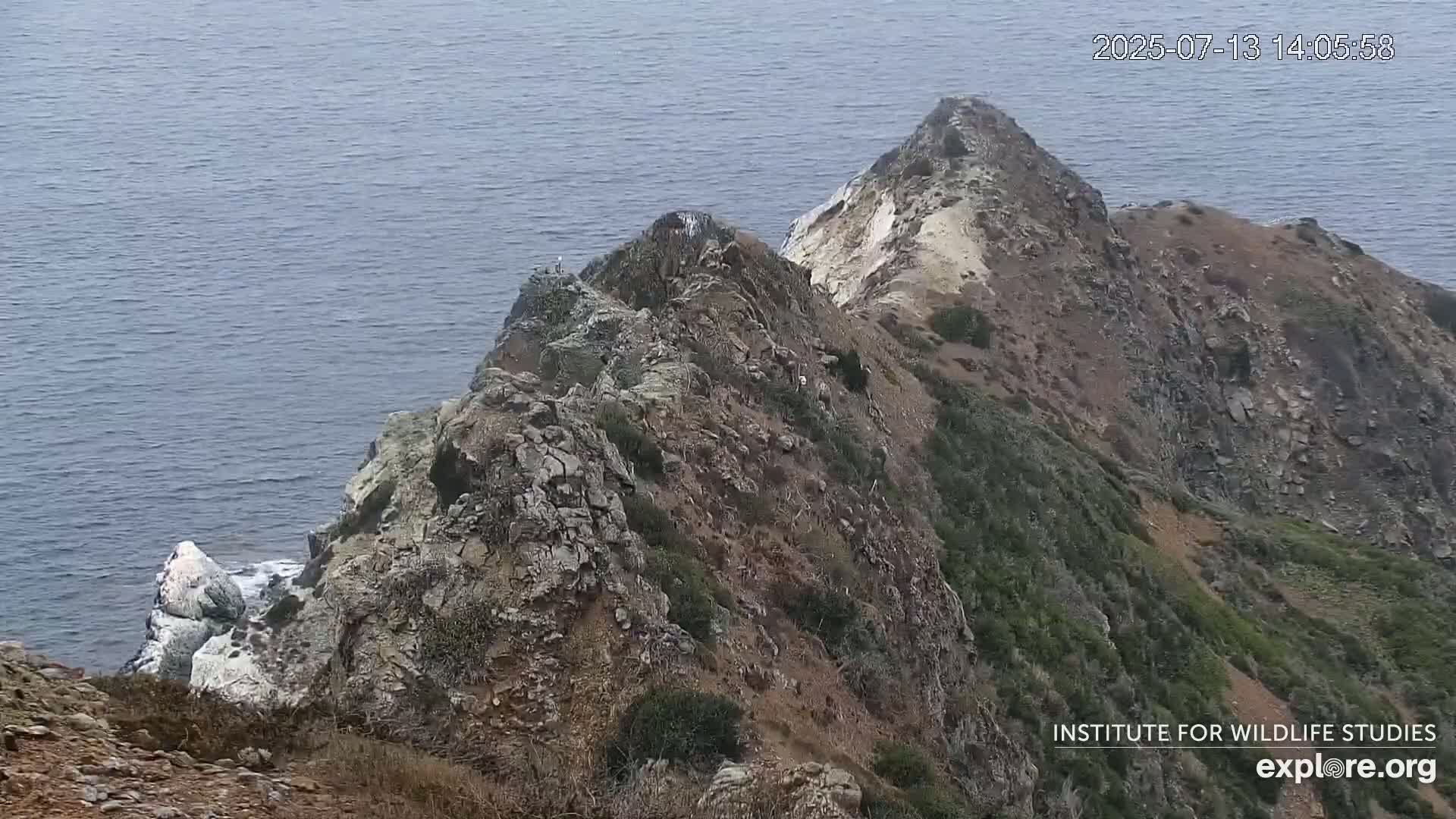 Santa Catalina Island  West End Bald Eagle Wildlife & Pasific View Live Cam - West End, Santa Catalina, Los Angeles, California, USA