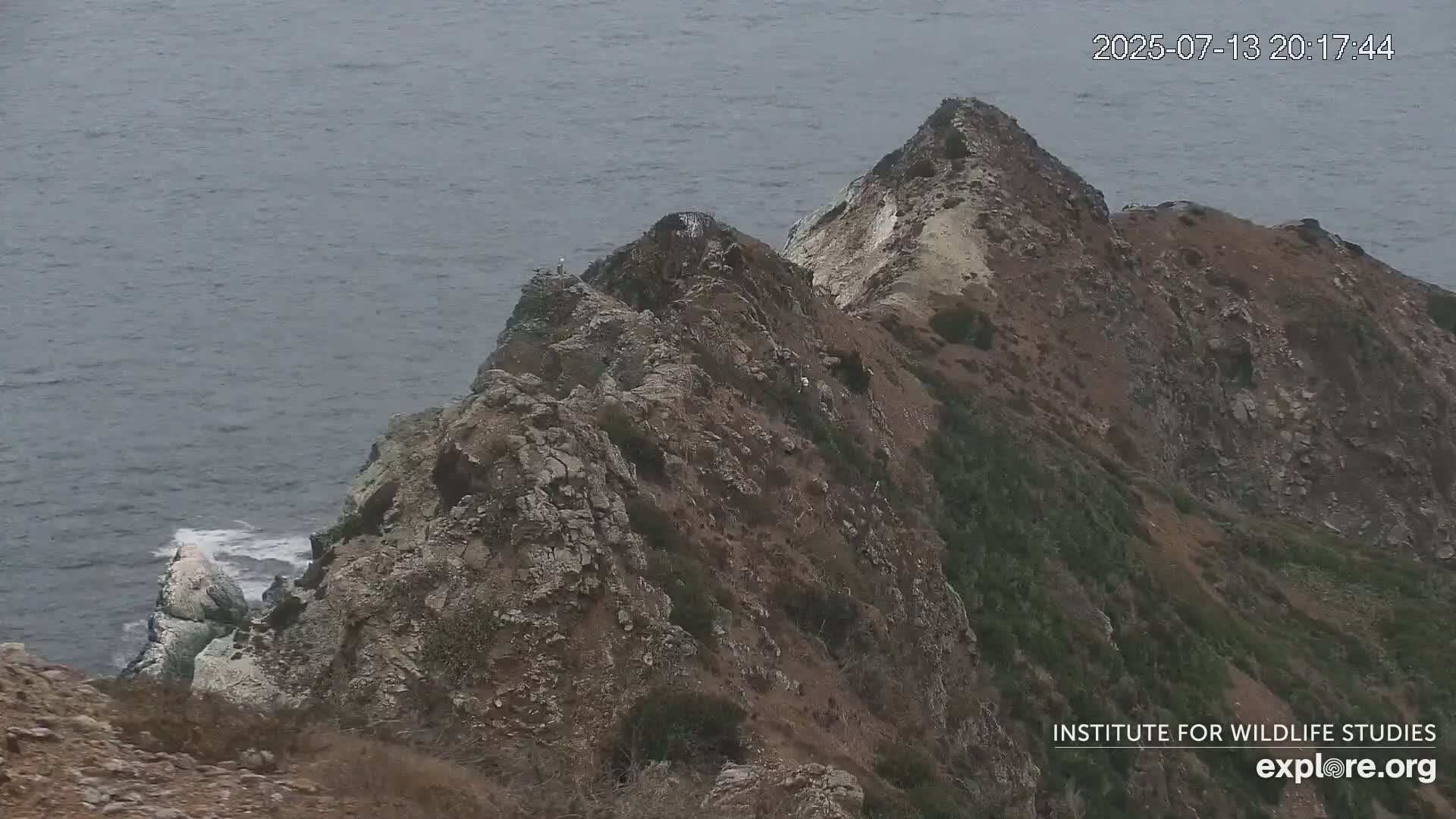 Santa Catalina Island  West End Bald Eagle Wildlife & Pasific View Live Cam - West End, Santa Catalina, Los Angeles, California, USA