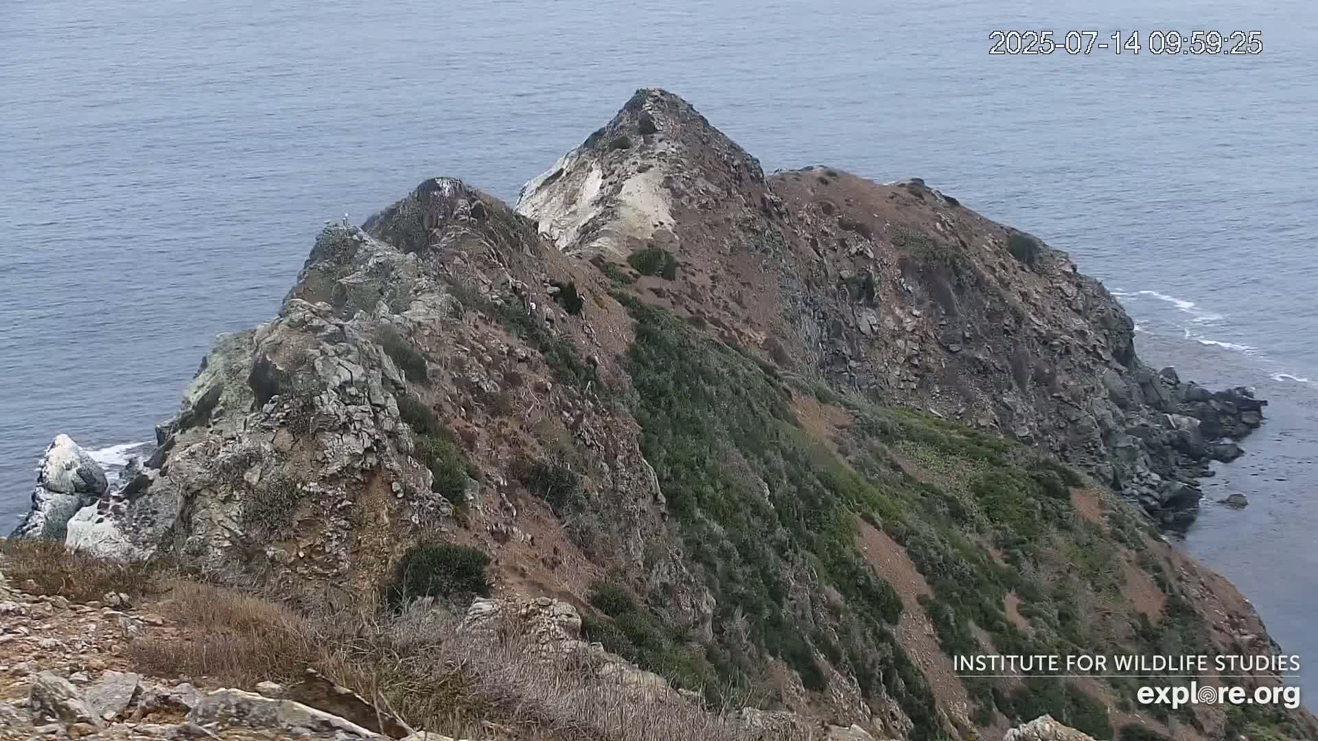 Santa Catalina Island  West End Bald Eagle Wildlife & Pasific View Live Cam - West End, Santa Catalina, Los Angeles, California, USA