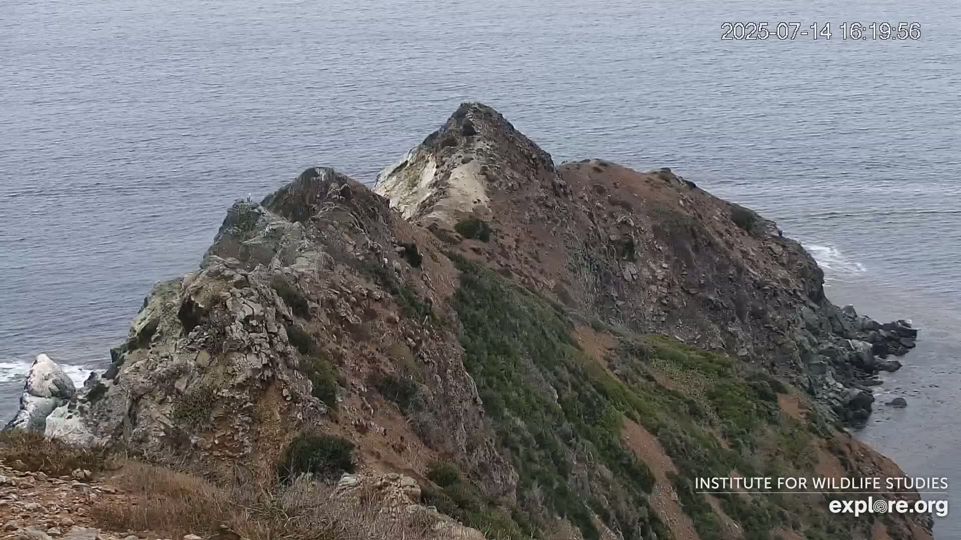 Santa Catalina Island  West End Bald Eagle Wildlife & Pasific View Live Cam - West End, Santa Catalina, Los Angeles, California, USA