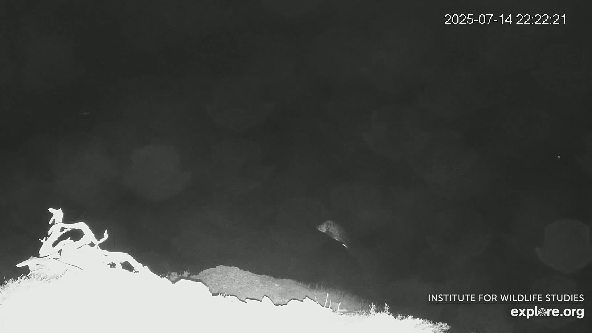 Santa Catalina Island  West End Bald Eagle Wildlife & Pasific View Live Cam - West End, Santa Catalina, Los Angeles, California, USA