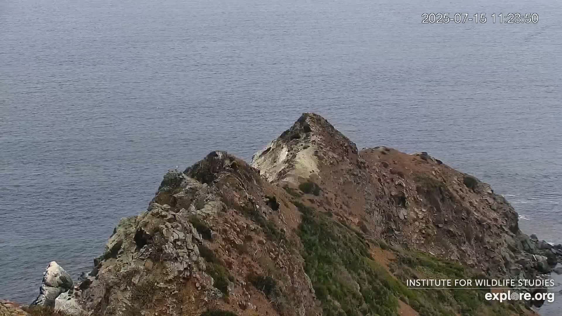 Santa Catalina Island  West End Bald Eagle Wildlife & Pasific View Live Cam - West End, Santa Catalina, Los Angeles, California, USA