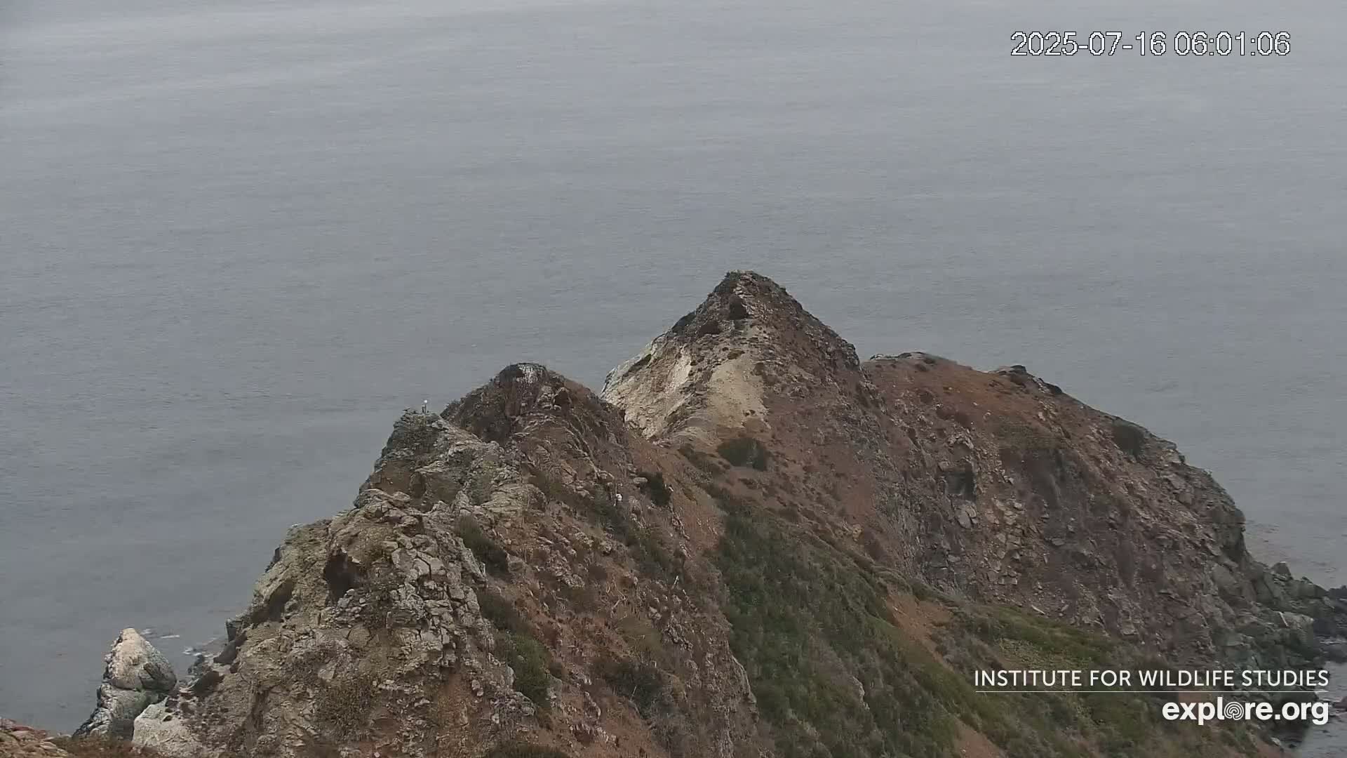 Santa Catalina Island  West End Bald Eagle Wildlife & Pasific View Live Cam - West End, Santa Catalina, Los Angeles, California, USA
