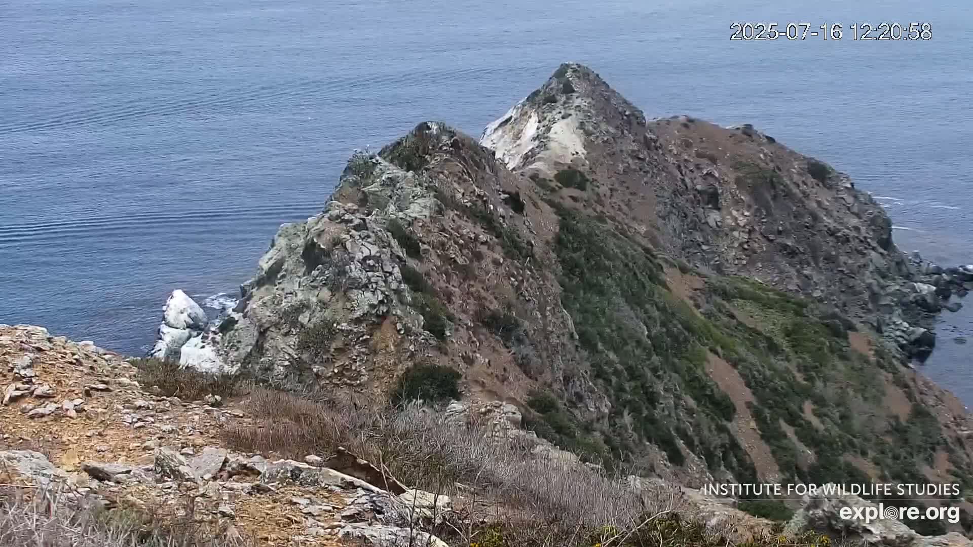 Santa Catalina Island  West End Bald Eagle Wildlife & Pasific View Live Cam - West End, Santa Catalina, Los Angeles, California, USA
