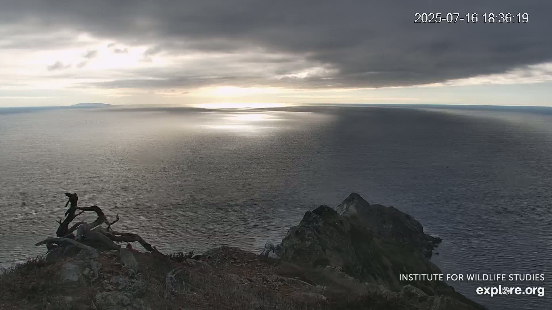 Santa Catalina Island  West End Bald Eagle Wildlife & Pasific View Live Cam - West End, Santa Catalina, Los Angeles, California, USA