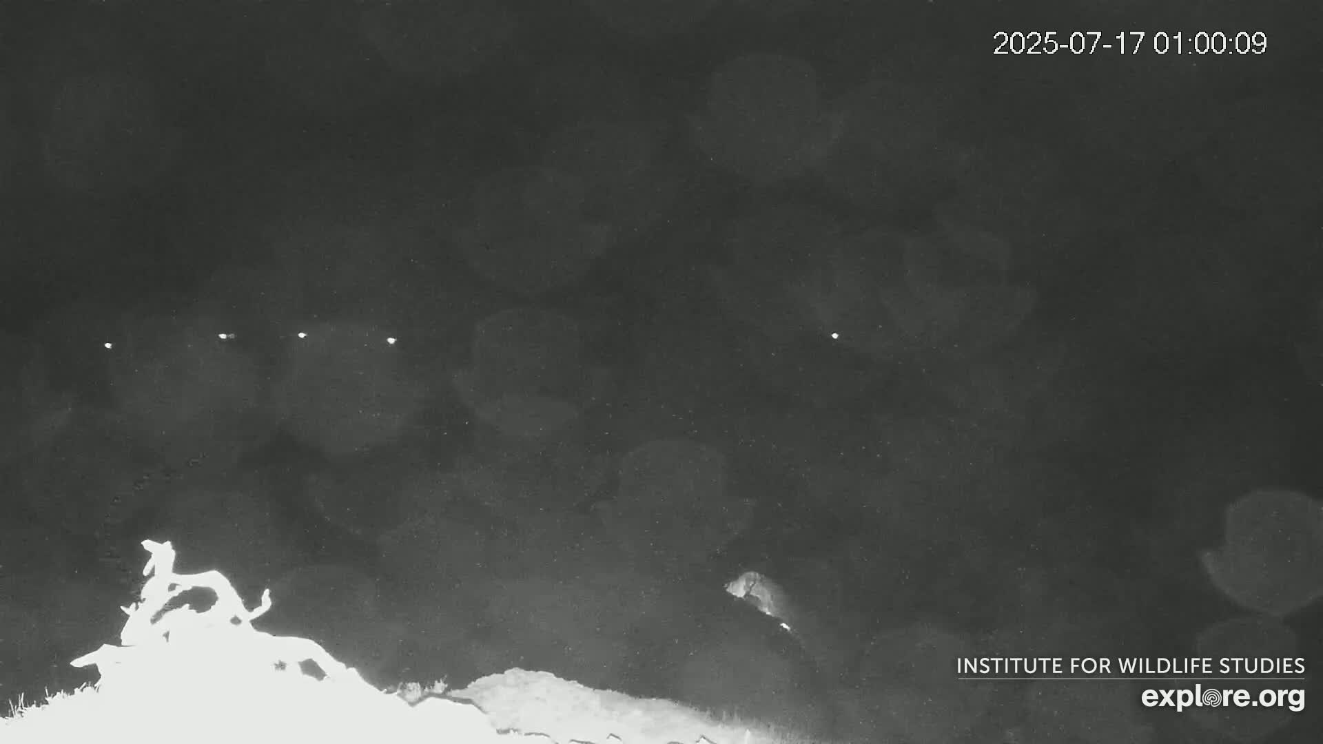 A nighttime, low-light image shows indistinct shapes, possibly animals, near the bottom of the frame against a dark, cloudy sky with several small bright lights visible in the distance.