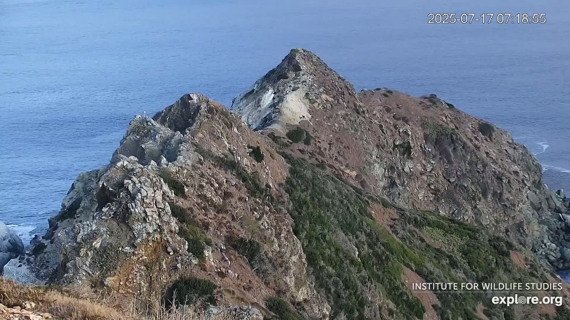 Santa Catalina Island  West End Bald Eagle Wildlife & Pasific View Live Cam - West End, Santa Catalina, Los Angeles, California, USA