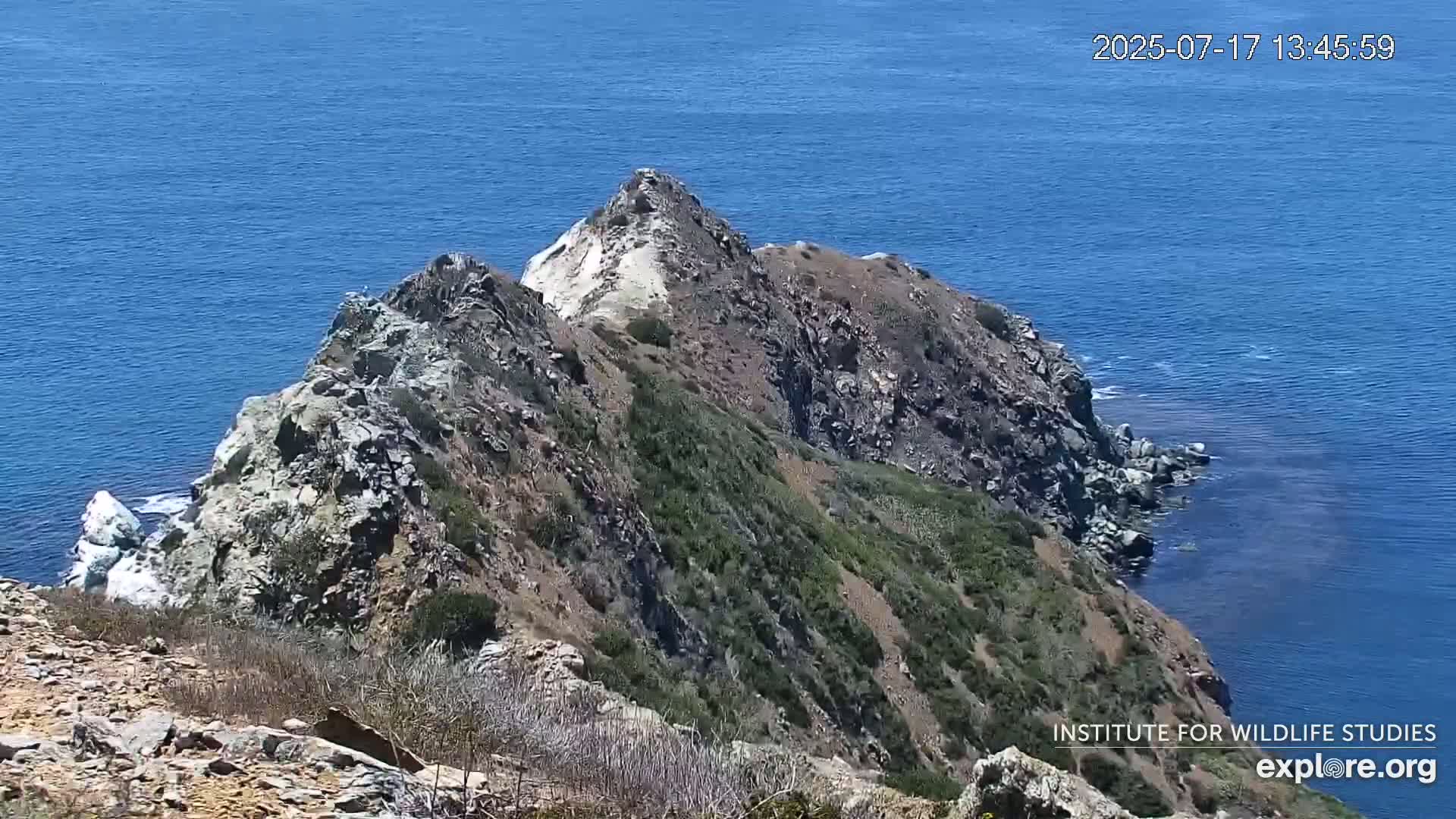 Santa Catalina Island  West End Bald Eagle Wildlife & Pasific View Live Cam - West End, Santa Catalina, Los Angeles, California, USA