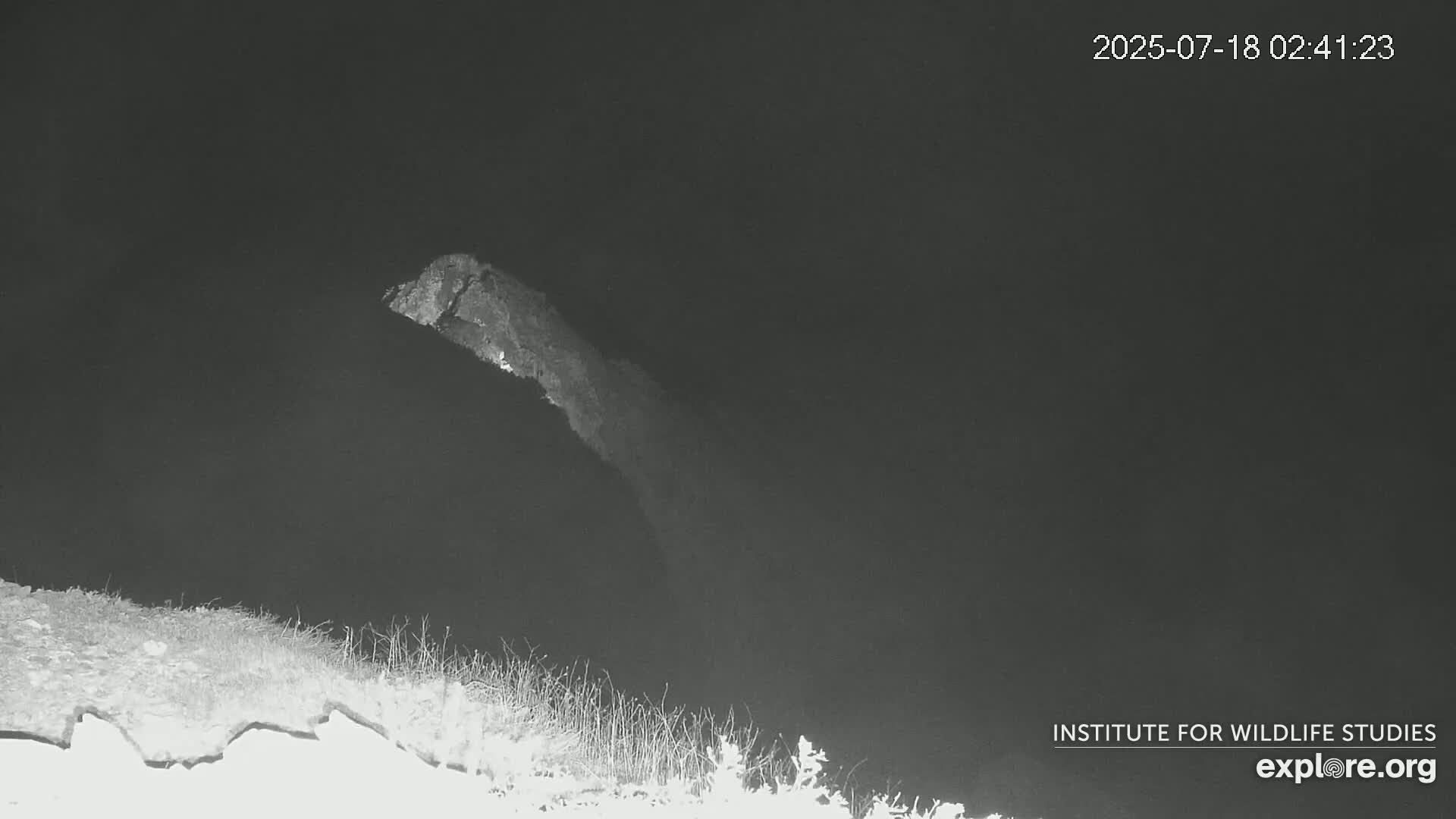 Santa Catalina Island  West End Bald Eagle Wildlife & Pasific View Live Cam - West End, Santa Catalina, Los Angeles, California, USA