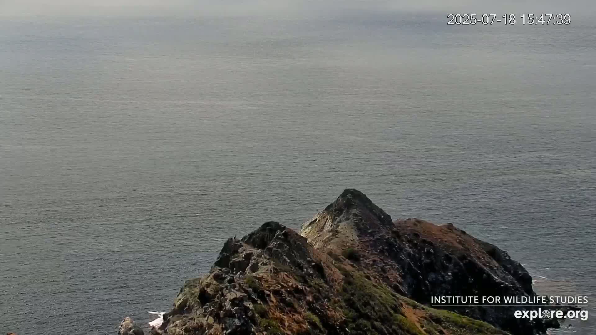 Santa Catalina Island  West End Bald Eagle Wildlife & Pasific View Live Cam - West End, Santa Catalina, Los Angeles, California, USA
