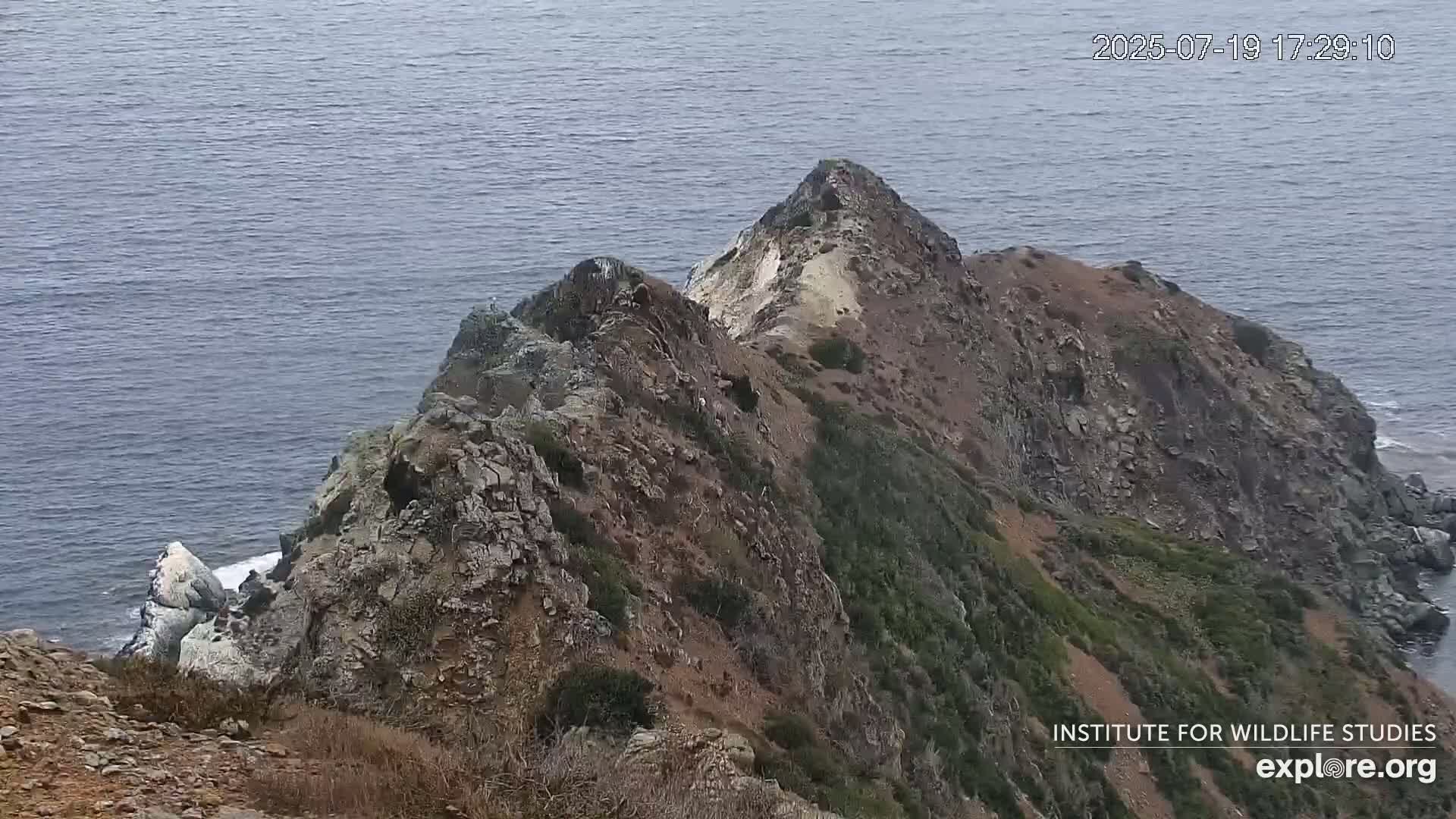 Santa Catalina Island  West End Bald Eagle Wildlife & Pasific View Live Cam - West End, Santa Catalina, Los Angeles, California, USA