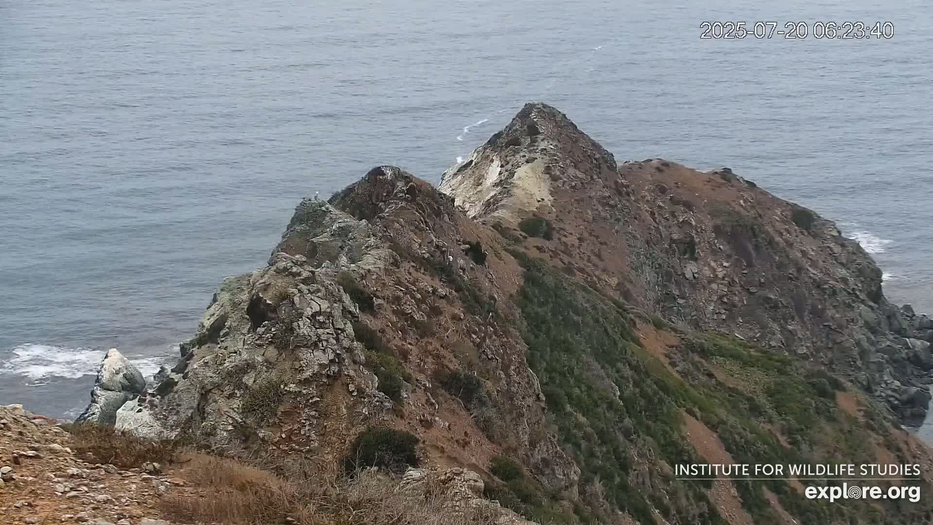 Santa Catalina Island  West End Bald Eagle Wildlife & Pasific View Live Cam - West End, Santa Catalina, Los Angeles, California, USA