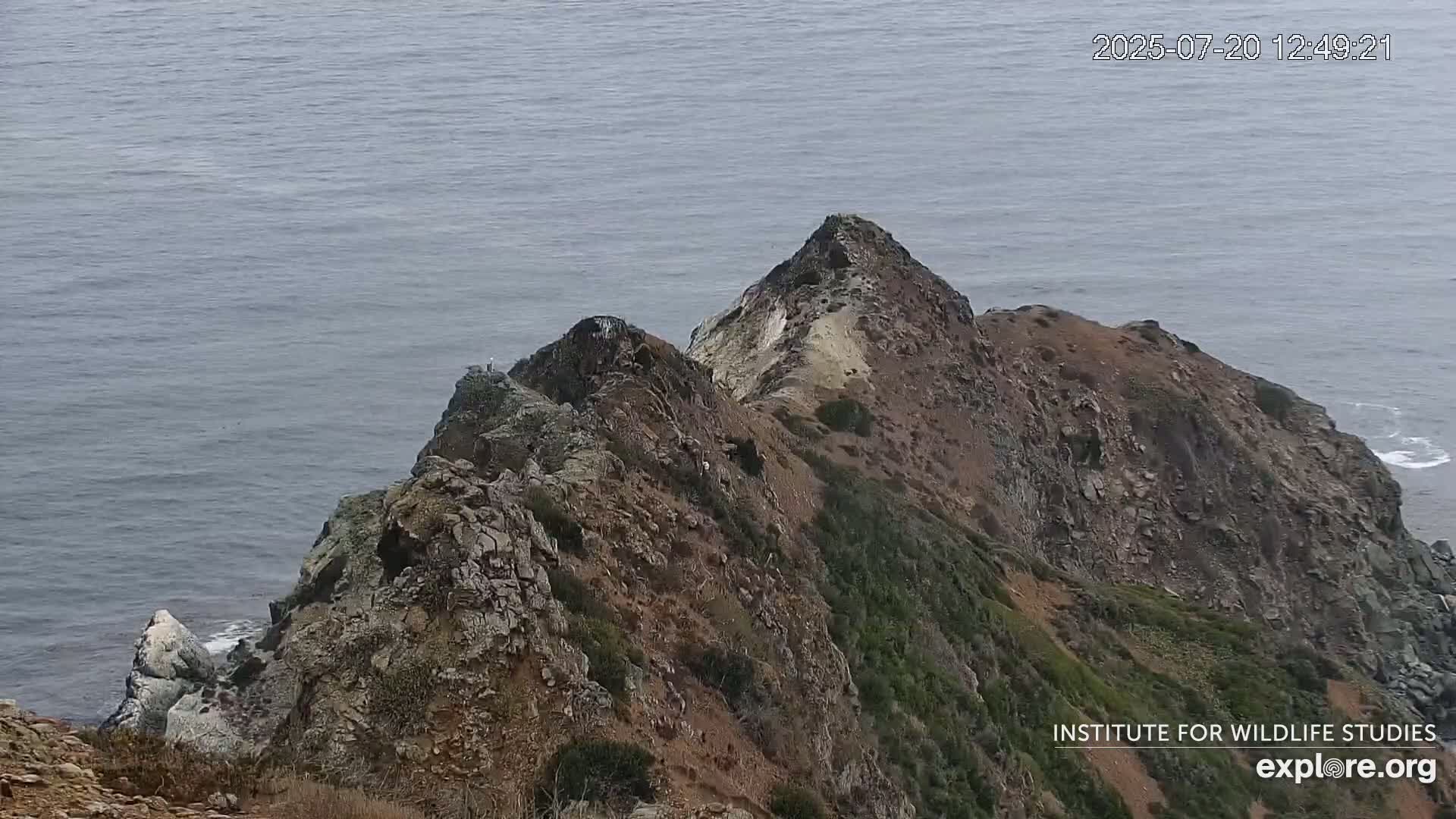 Santa Catalina Island  West End Bald Eagle Wildlife & Pasific View Live Cam - West End, Santa Catalina, Los Angeles, California, USA