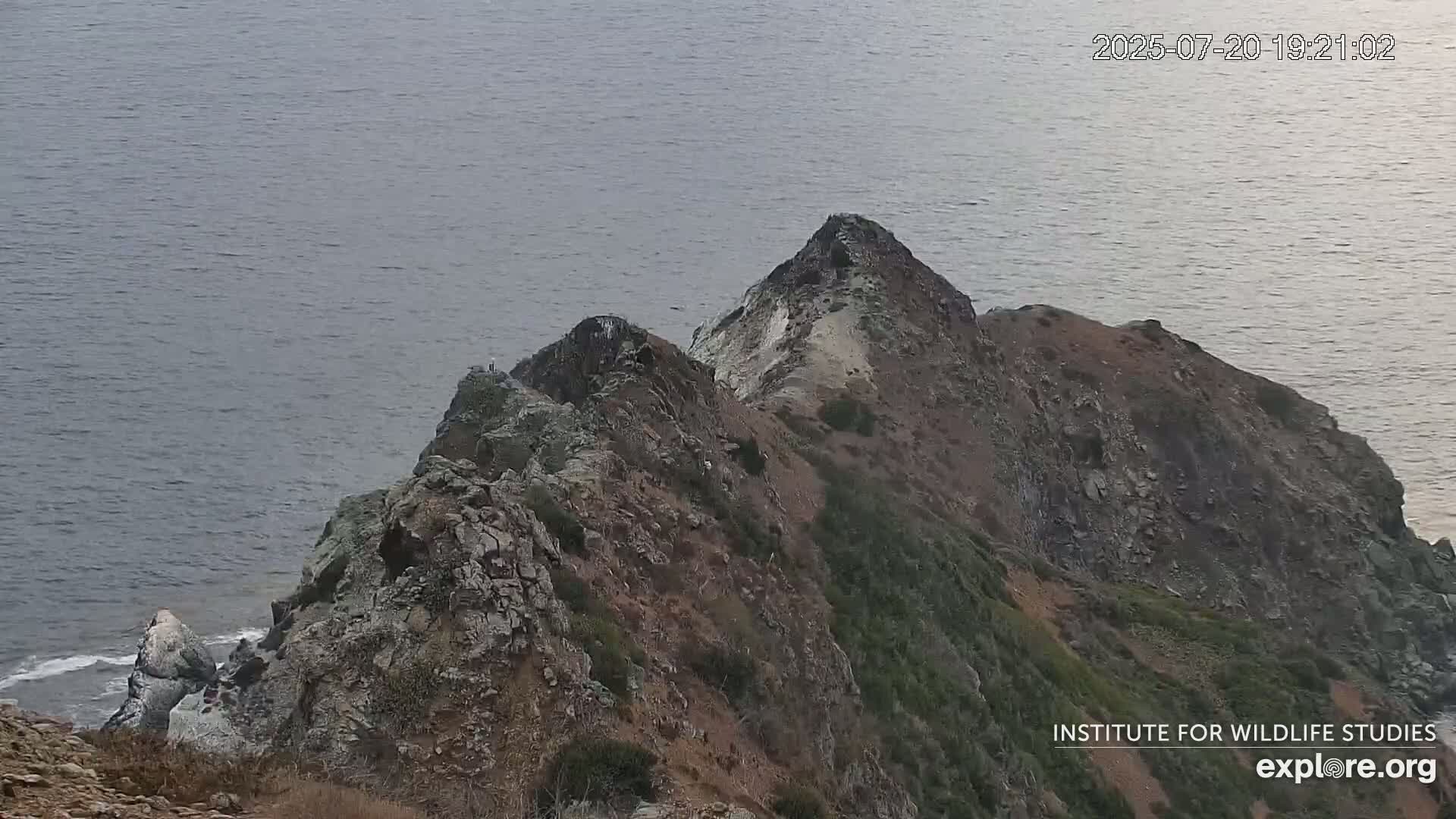 Santa Catalina Island  West End Bald Eagle Wildlife & Pasific View Live Cam - West End, Santa Catalina, Los Angeles, California, USA