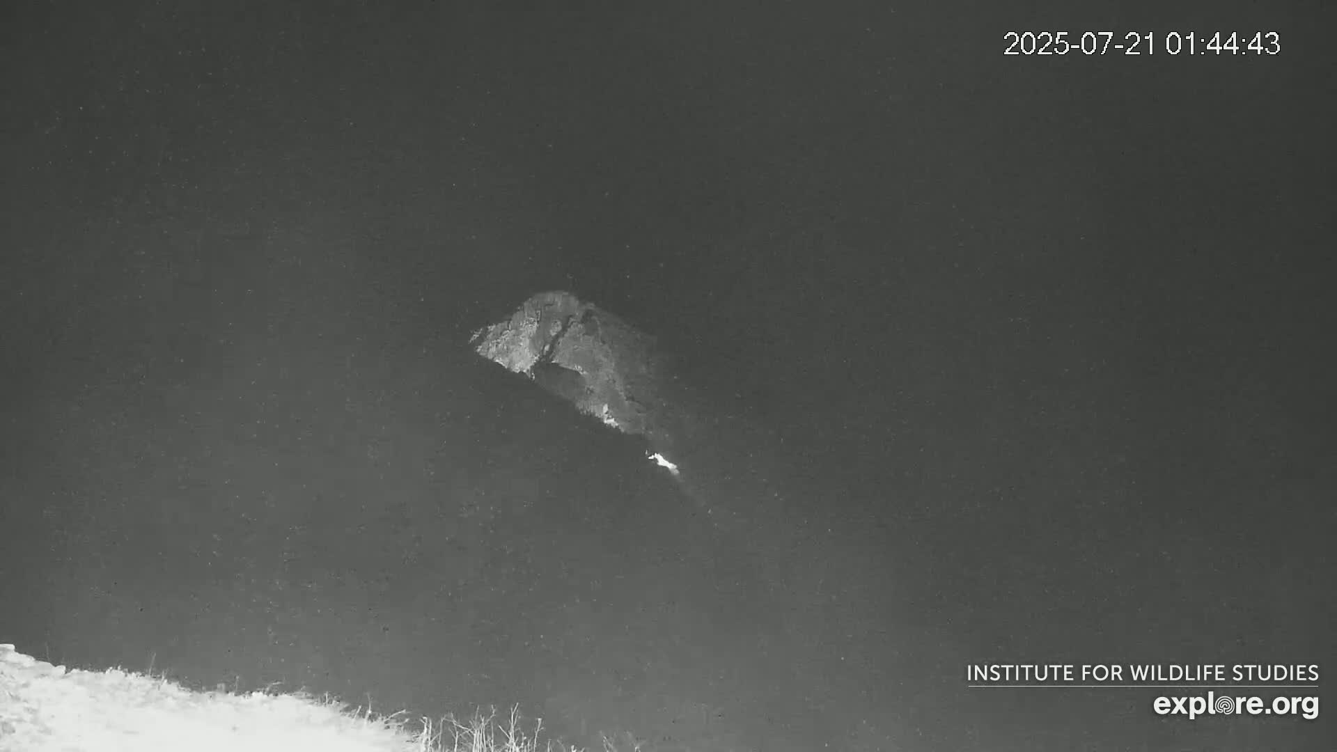 Santa Catalina Island  West End Bald Eagle Wildlife & Pasific View Live Cam - West End, Santa Catalina, Los Angeles, California, USA