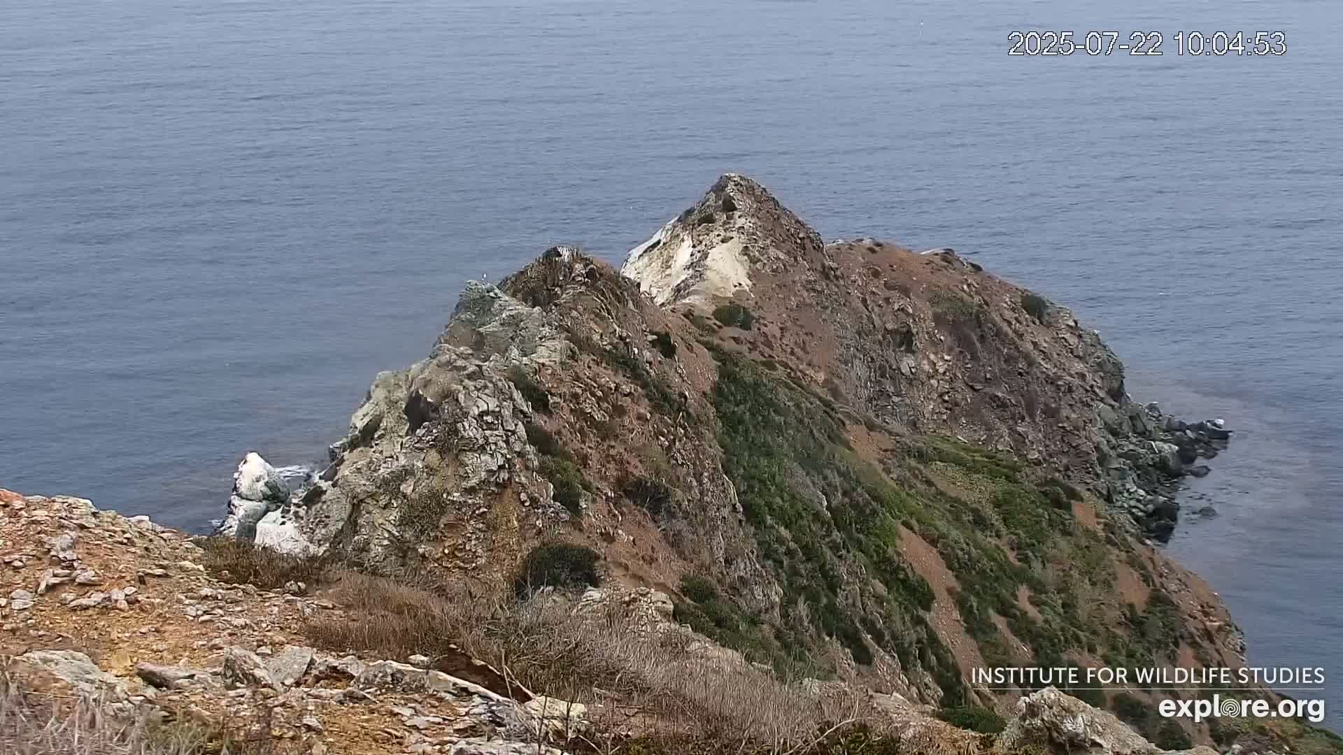 Santa Catalina Island  West End Bald Eagle Wildlife & Pasific View Live Cam - West End, Santa Catalina, Los Angeles, California, USA