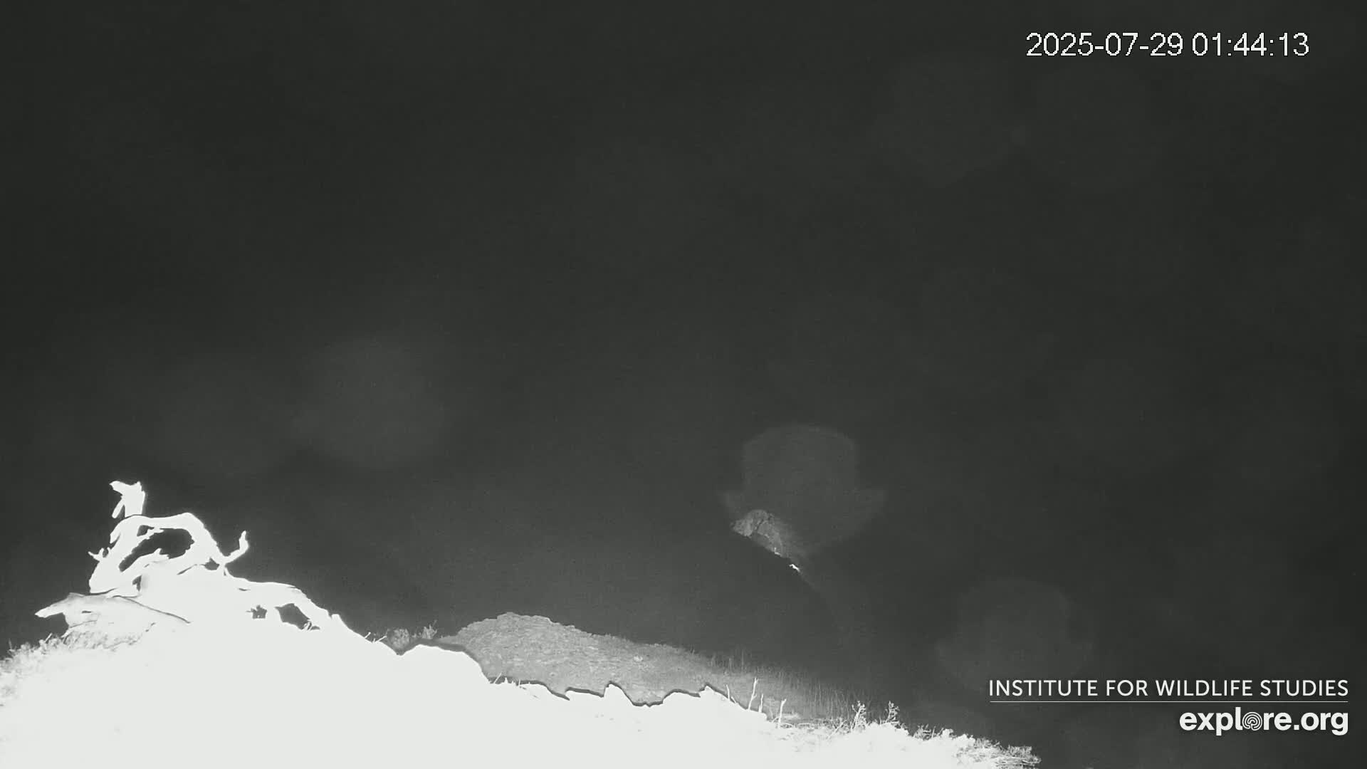 Santa Catalina Island  West End Bald Eagle Wildlife & Pasific View Live Cam - West End, Santa Catalina, Los Angeles, California, USA