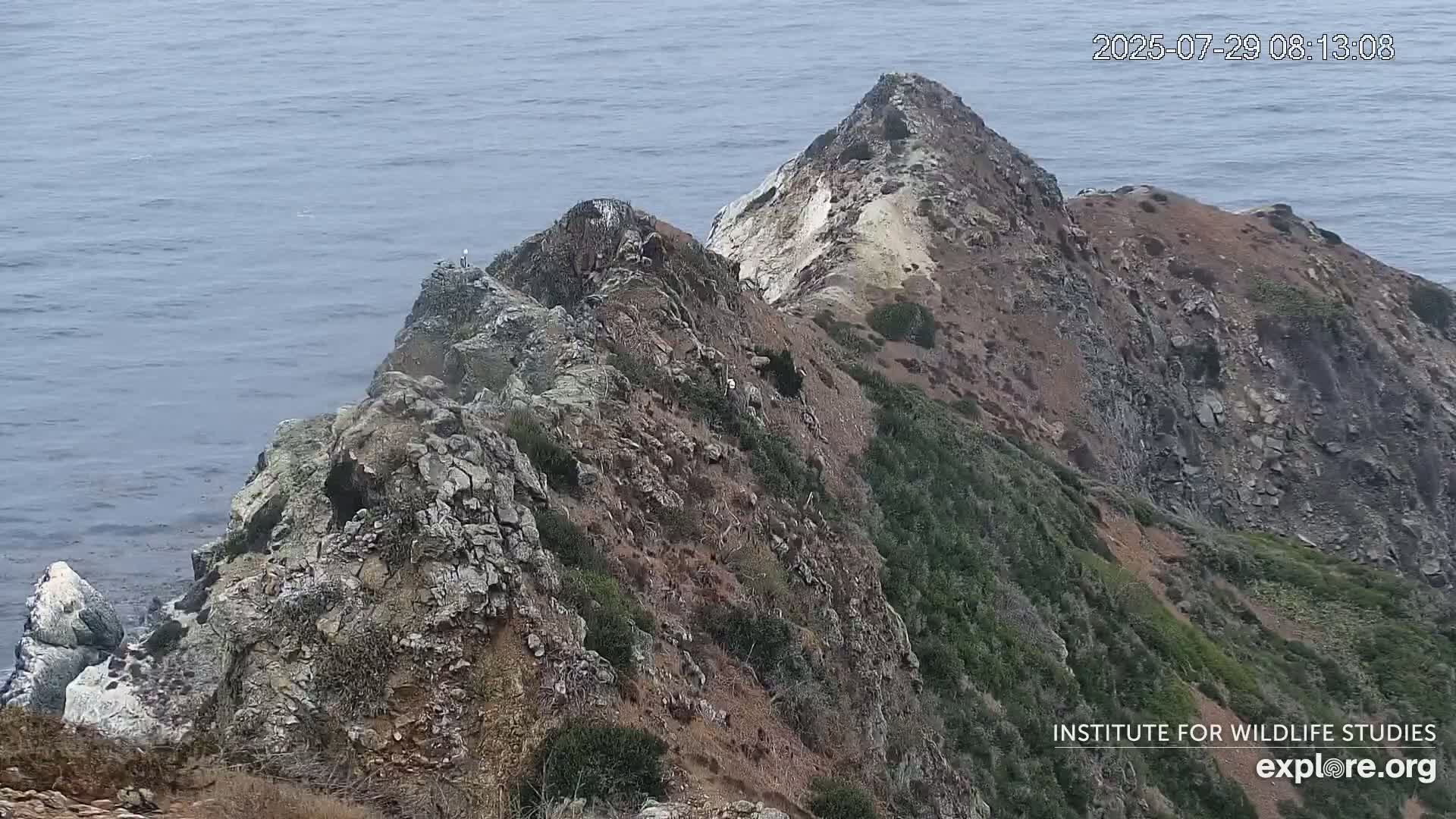 Santa Catalina Island  West End Bald Eagle Wildlife & Pasific View Live Cam - West End, Santa Catalina, Los Angeles, California, USA