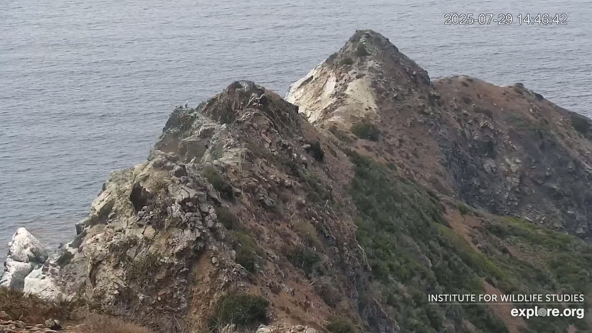 Santa Catalina Island  West End Bald Eagle Wildlife & Pasific View Live Cam - West End, Santa Catalina, Los Angeles, California, USA