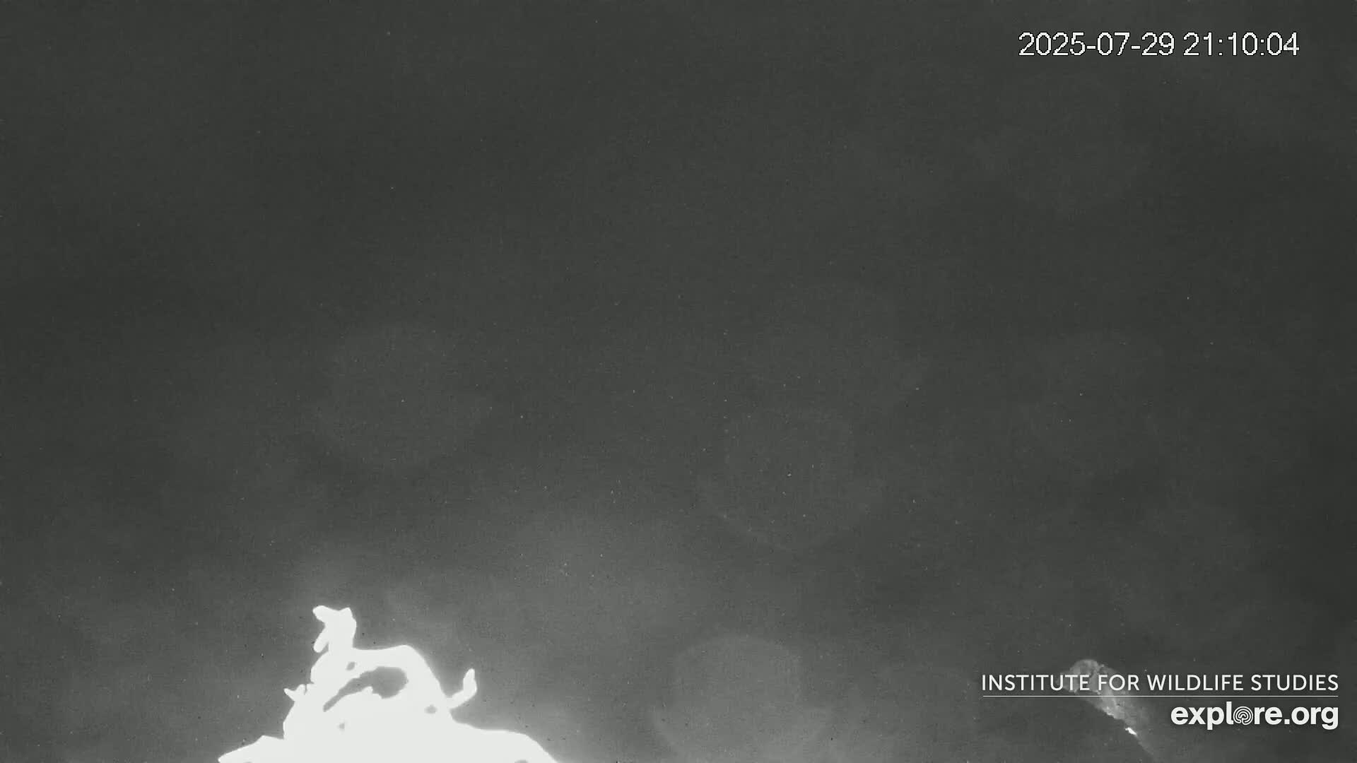 A nighttime, low-light image shows indistinct shapes, possibly animals, near the bottom of the frame against a dark, cloudy sky with several small bright lights visible in the distance.