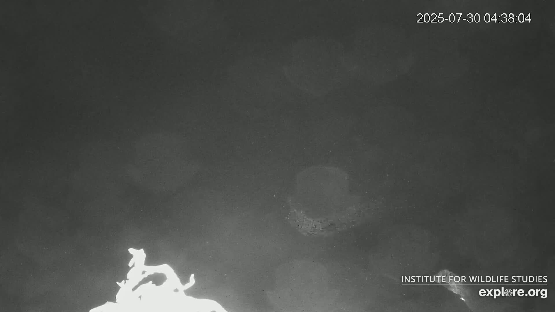 Santa Catalina Island  West End Bald Eagle Wildlife & Pasific View Live Cam - West End, Santa Catalina, Los Angeles, California, USA