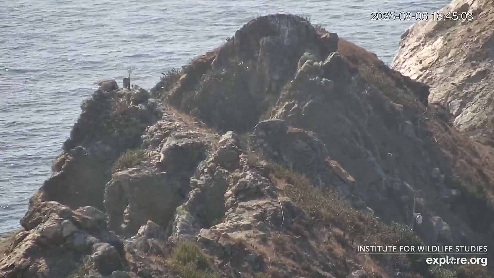 Santa Catalina Island  West End Bald Eagle Wildlife & Pasific View Live Cam - West End, Santa Catalina, Los Angeles, California, USA