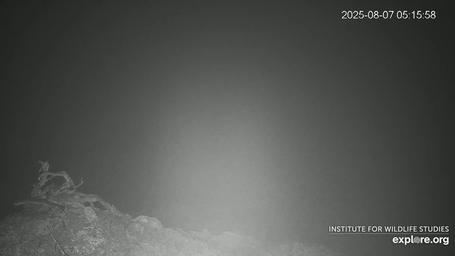 Santa Catalina Island  West End Bald Eagle Wildlife & Pasific View Live Cam - West End, Santa Catalina, Los Angeles, California, USA
