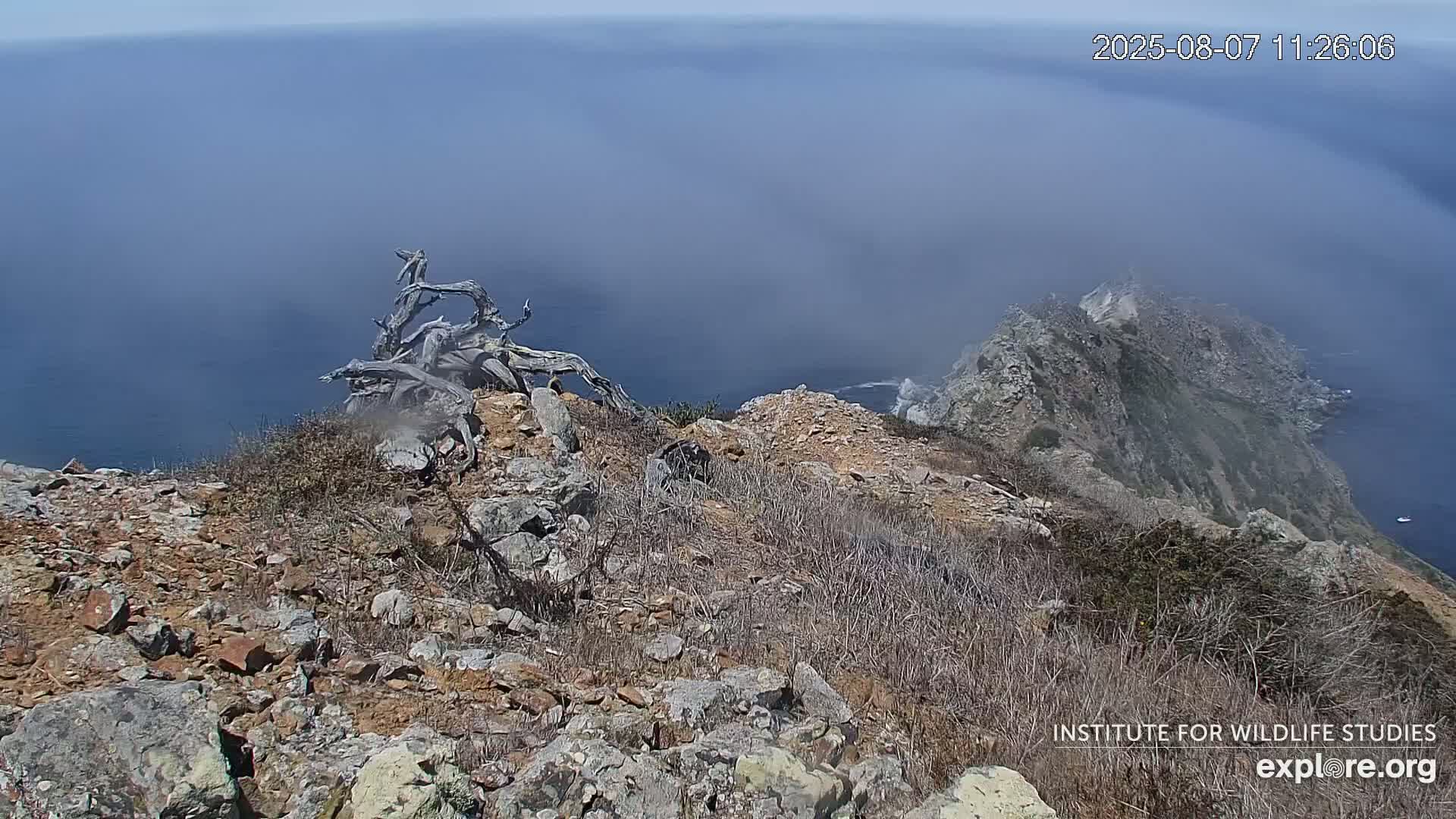 Santa Catalina Island  West End Bald Eagle Wildlife & Pasific View Live Cam - West End, Santa Catalina, Los Angeles, California, USA