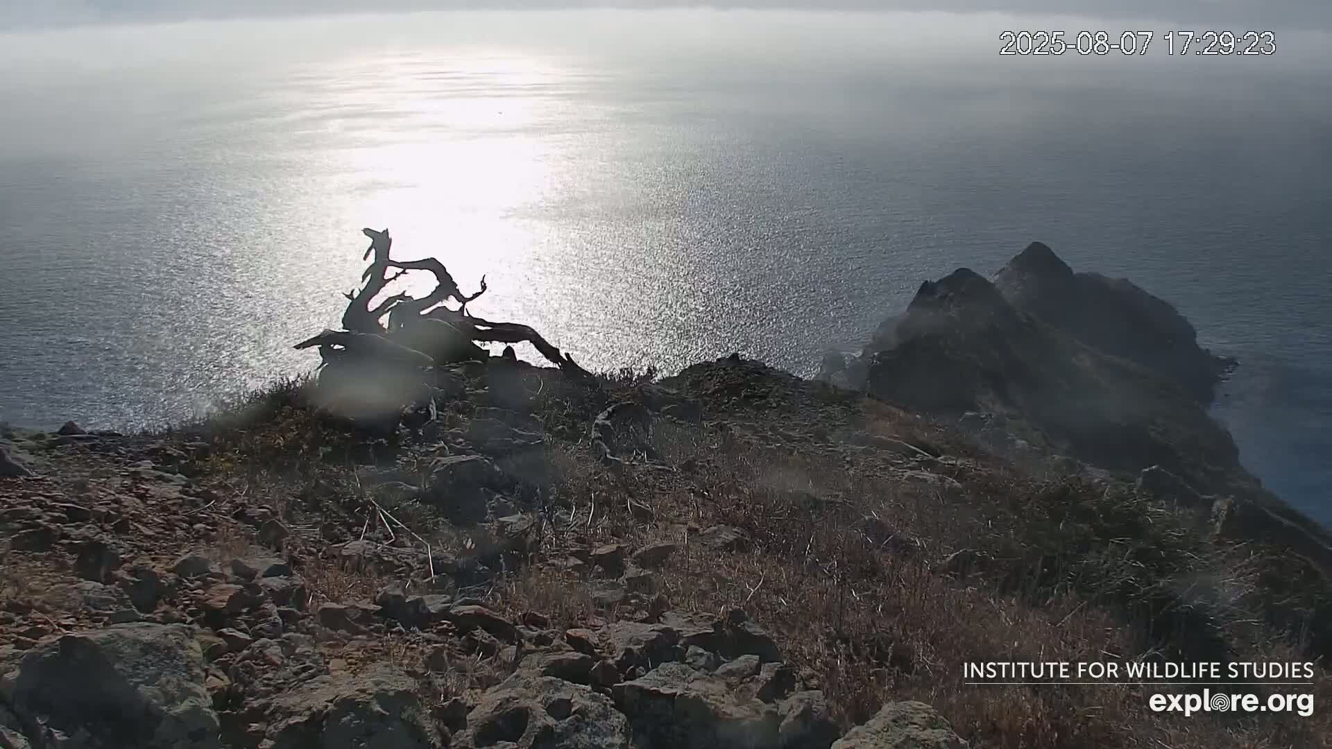 Santa Catalina Island  West End Bald Eagle Wildlife & Pasific View Live Cam - West End, Santa Catalina, Los Angeles, California, USA