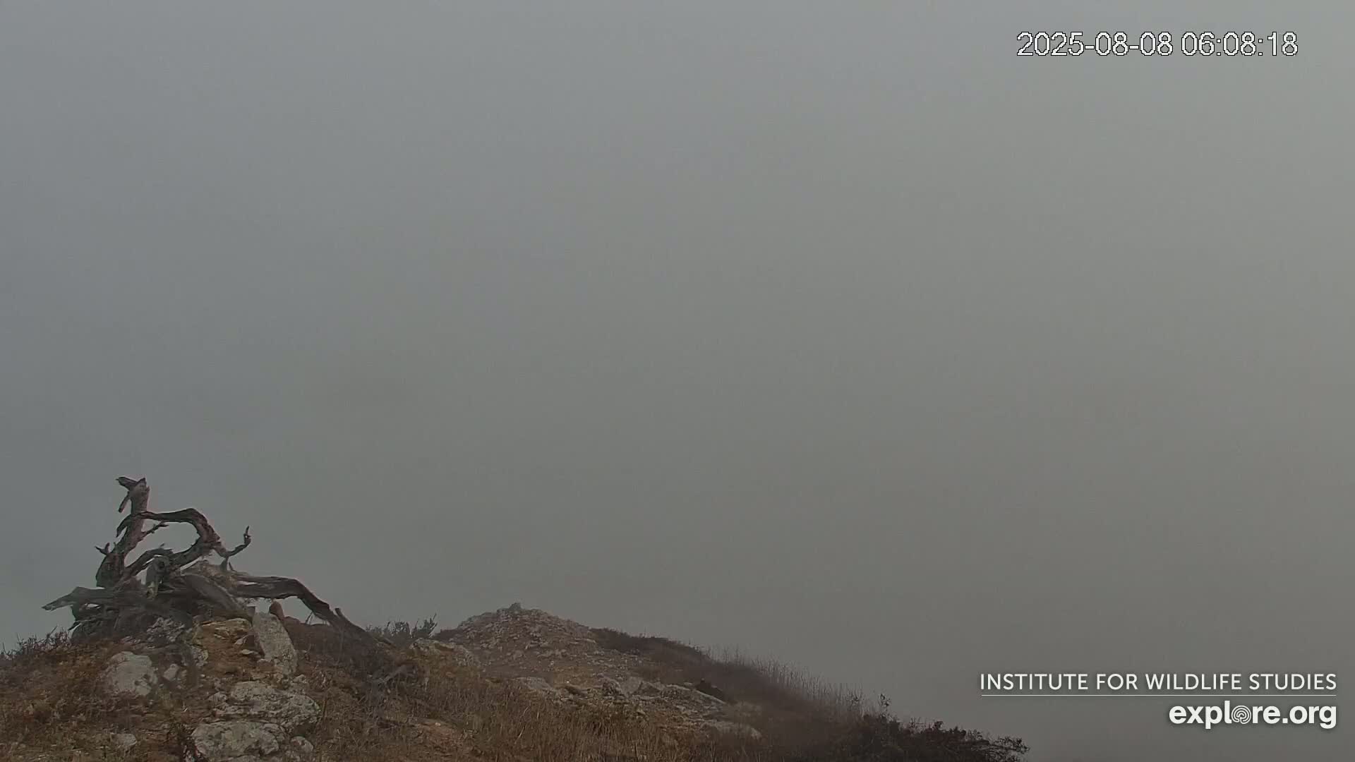 Santa Catalina Island  West End Bald Eagle Wildlife & Pasific View Live Cam - West End, Santa Catalina, Los Angeles, California, USA
