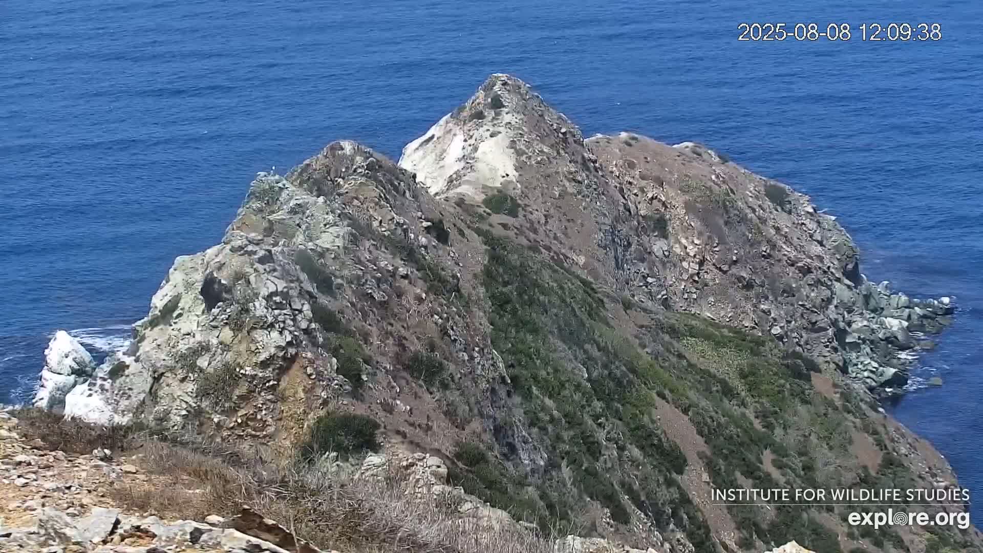 Santa Catalina Island  West End Bald Eagle Wildlife & Pasific View Live Cam - West End, Santa Catalina, Los Angeles, California, USA