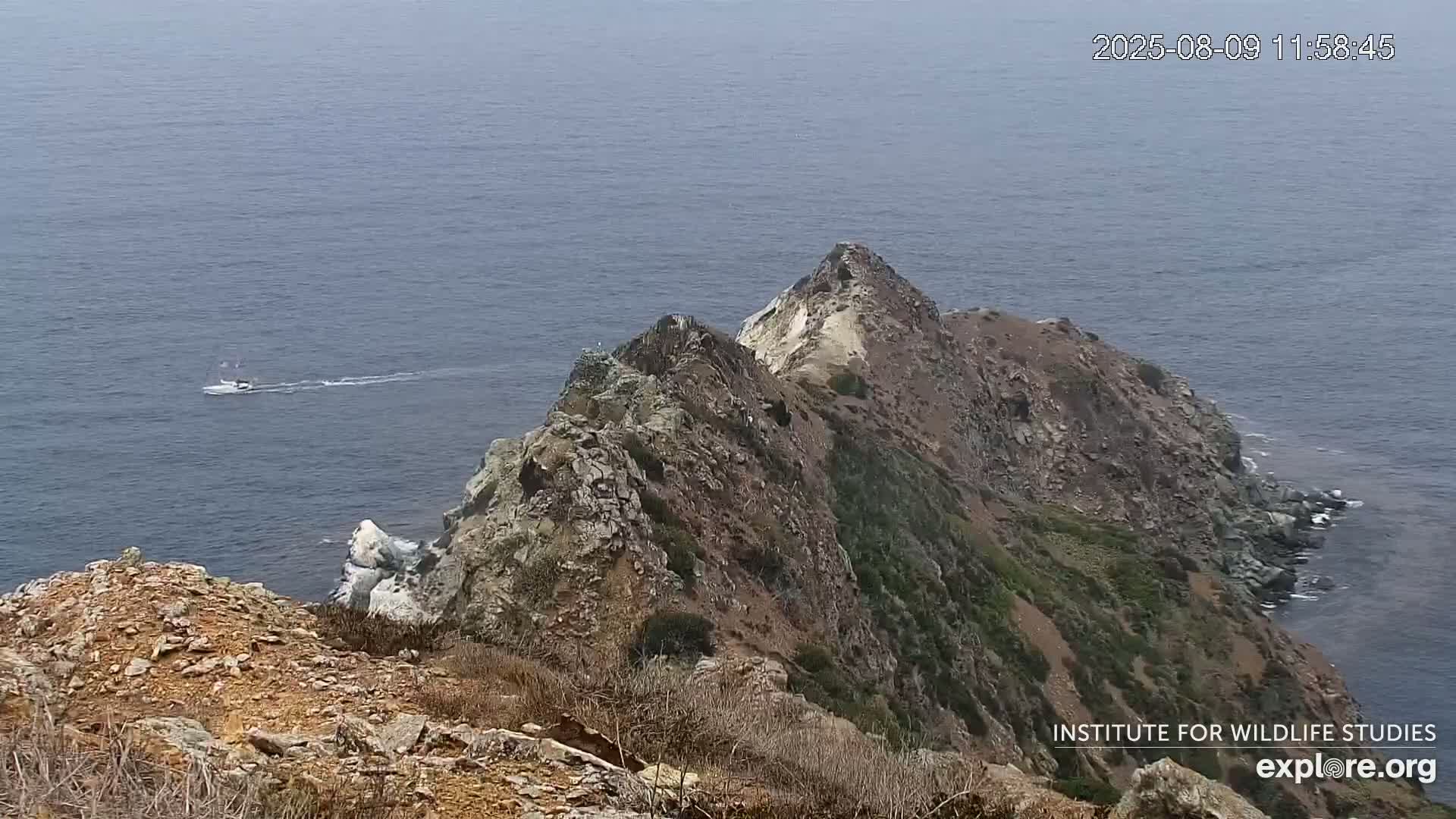 Santa Catalina Island  West End Bald Eagle Wildlife & Pasific View Live Cam - West End, Santa Catalina, Los Angeles, California, USA