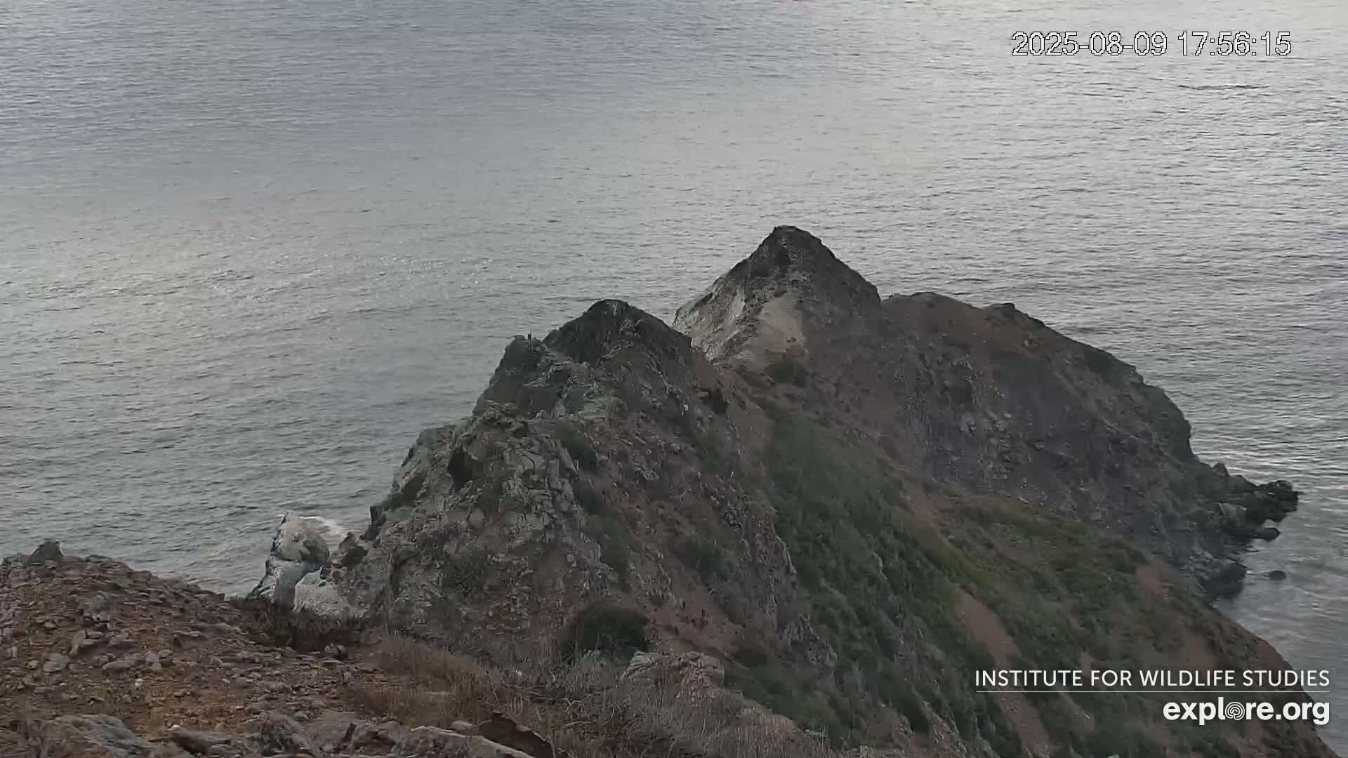 Santa Catalina Island  West End Bald Eagle Wildlife & Pasific View Live Cam - West End, Santa Catalina, Los Angeles, California, USA