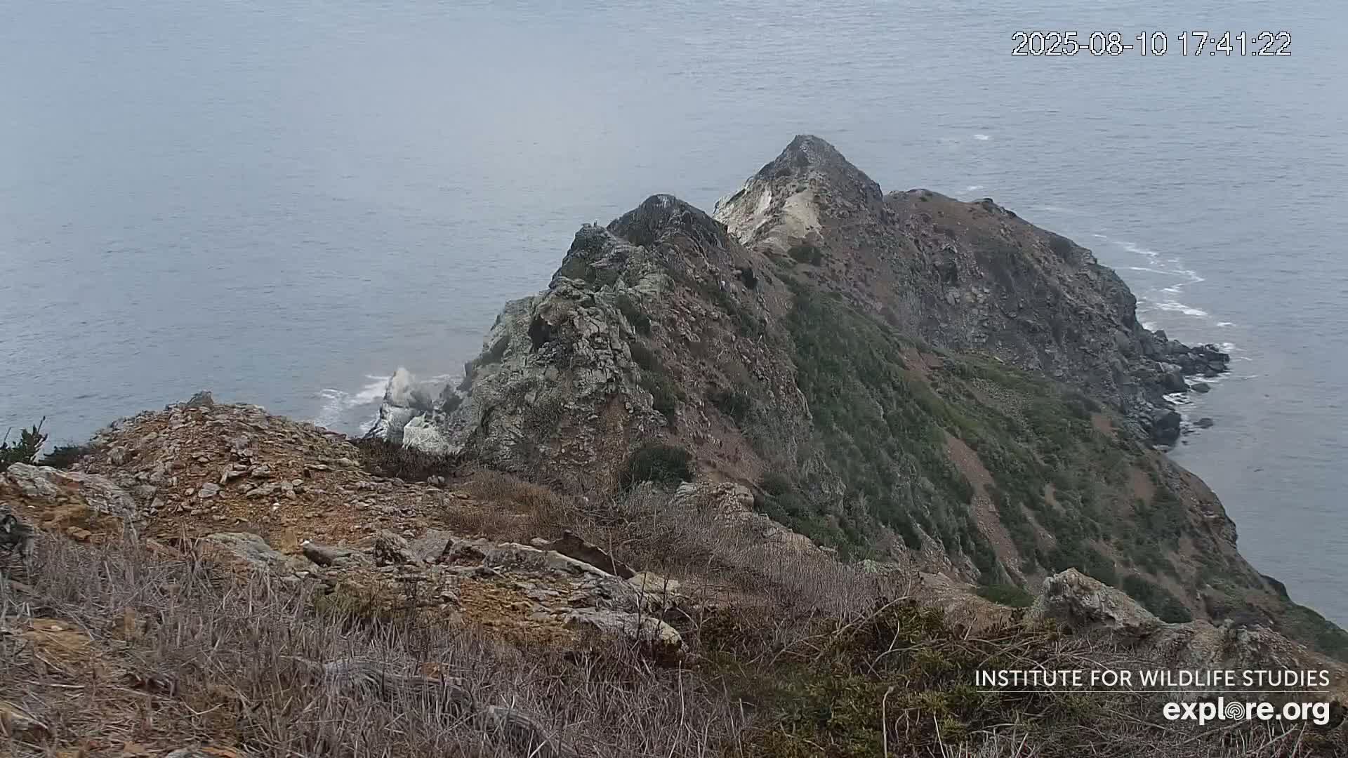 Santa Catalina Island  West End Bald Eagle Wildlife & Pasific View Live Cam - West End, Santa Catalina, Los Angeles, California, USA